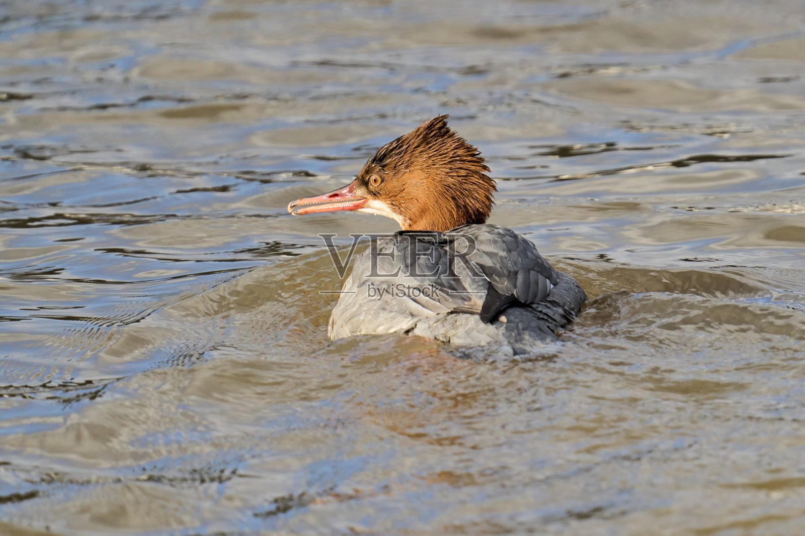 冬季，雌沙鸭或普通的秋沙鸭会浮在水面上照片摄影图片