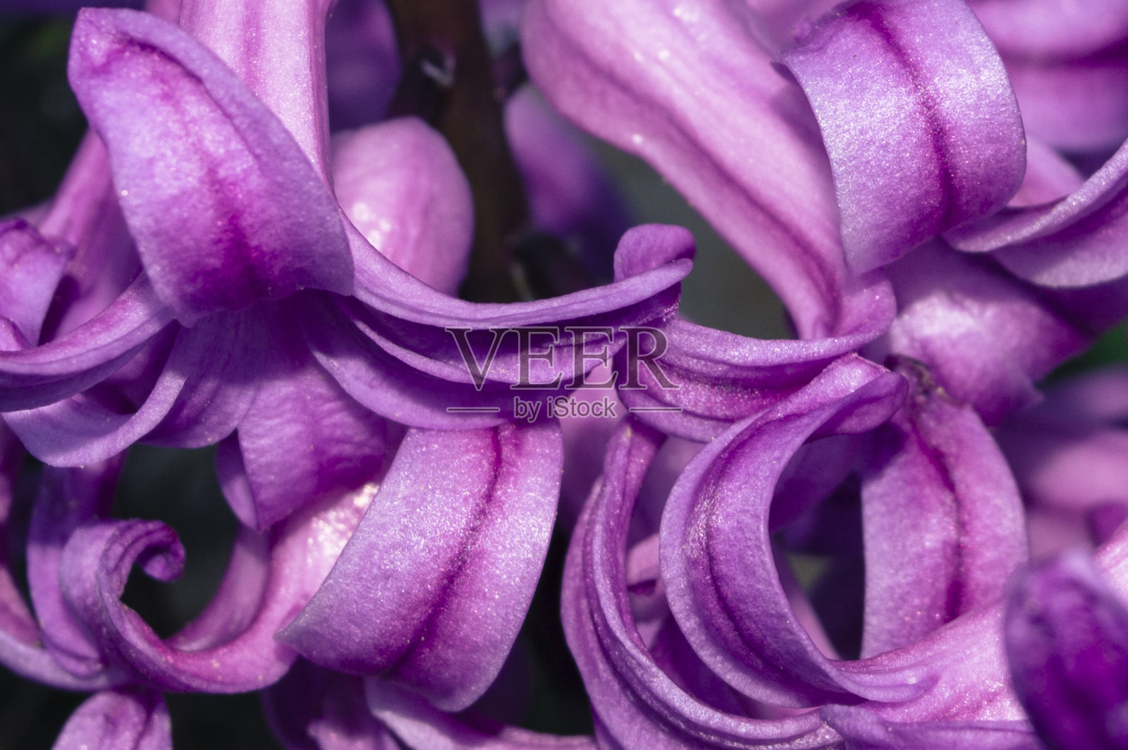 粉红色花的背景照片摄影图片