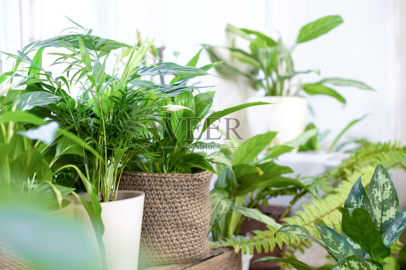 里的花盆家庭园艺的概念舒适的装饰为一个家庭与家庭丛林绿色的花园