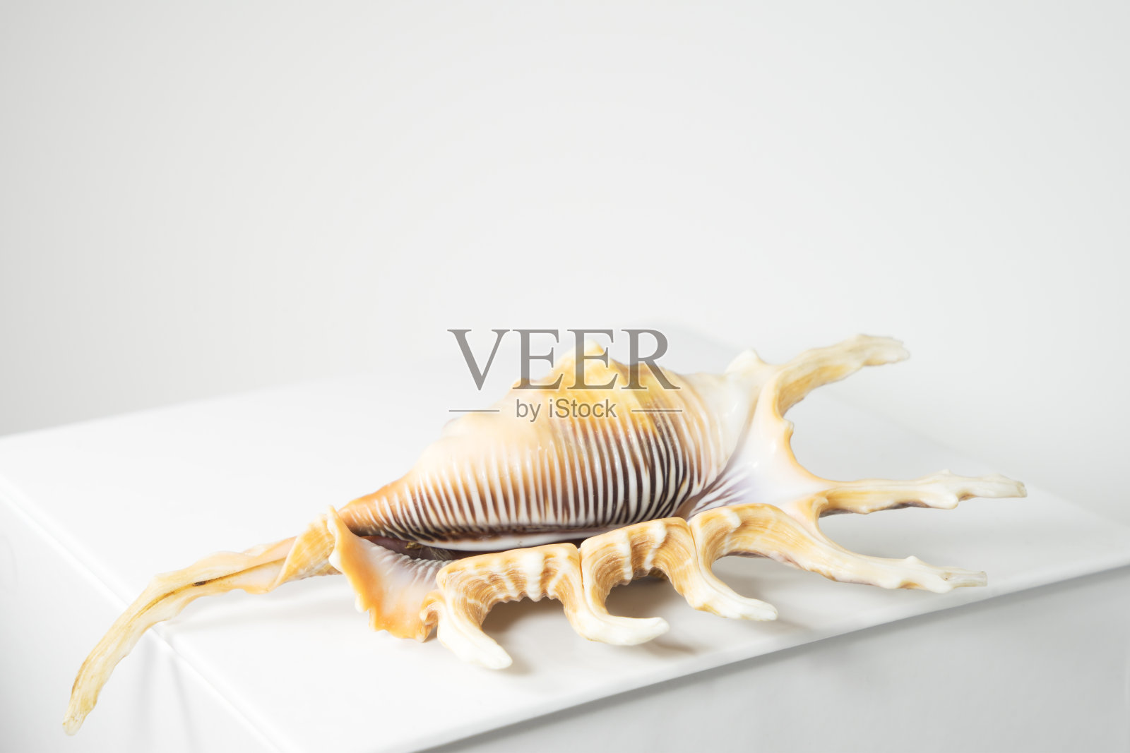 空海贝壳兰bis scorpius，俗称蝎子海螺或蝎子蜘蛛海螺在白色的背景上的白色桌子。复制空间，隔离在白色上照片摄影图片