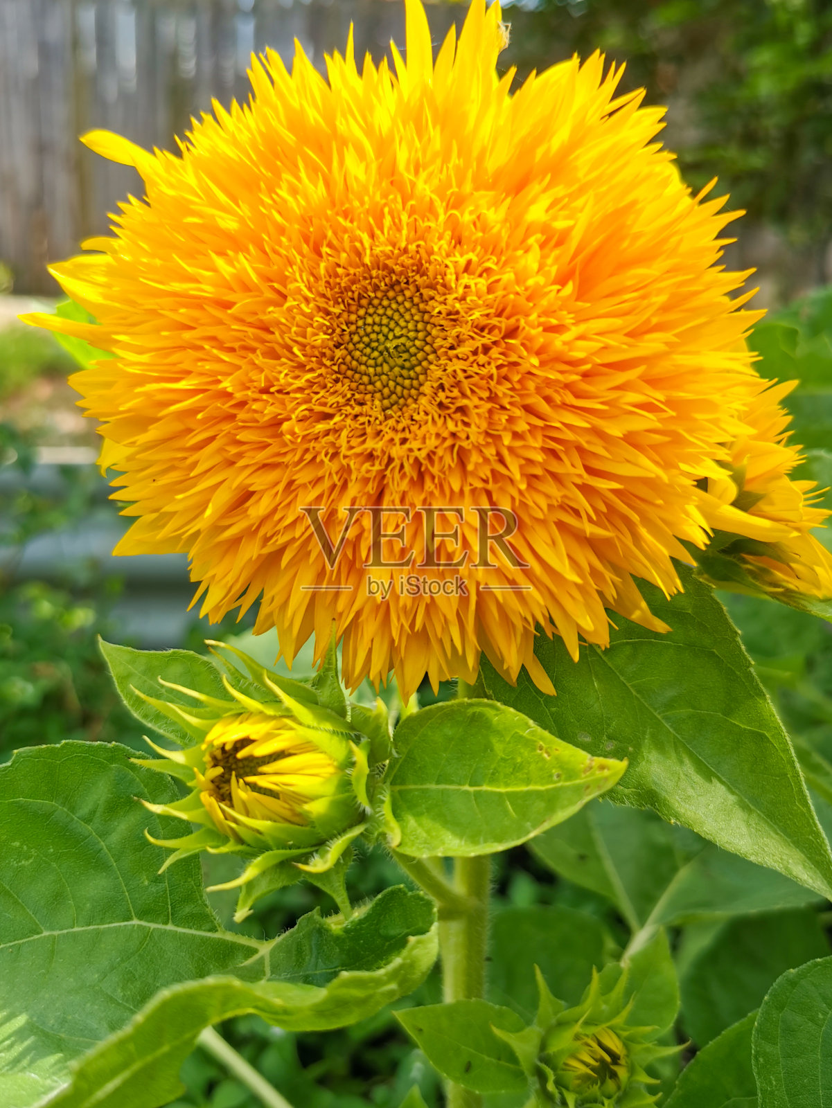 泰迪熊向日葵-天然花园之美照片摄影图片