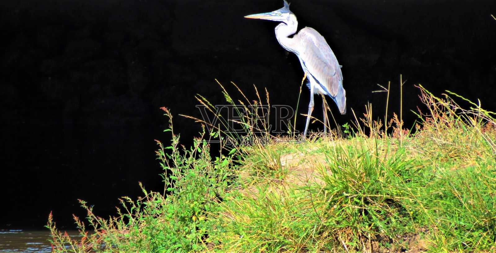 黑冠夜鹭(夜鹭-夜鹭)，或黑冠夜鹭。照片摄影图片