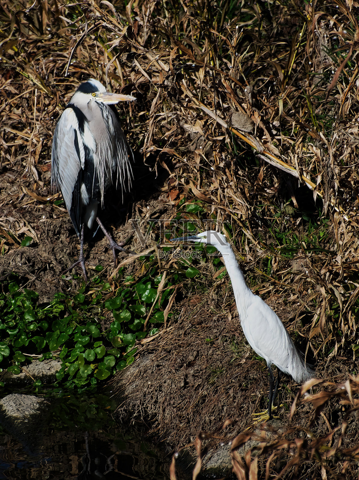 河上的大鹭和蓝鹭照片摄影图片