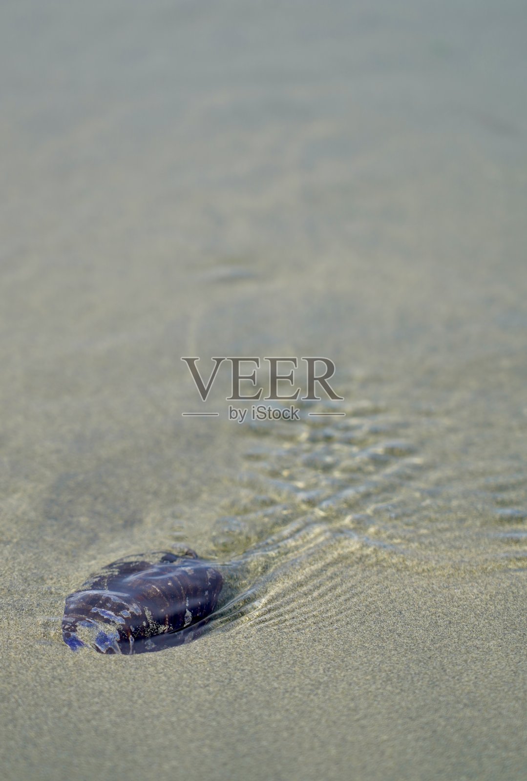 沙中的贻贝照片摄影图片