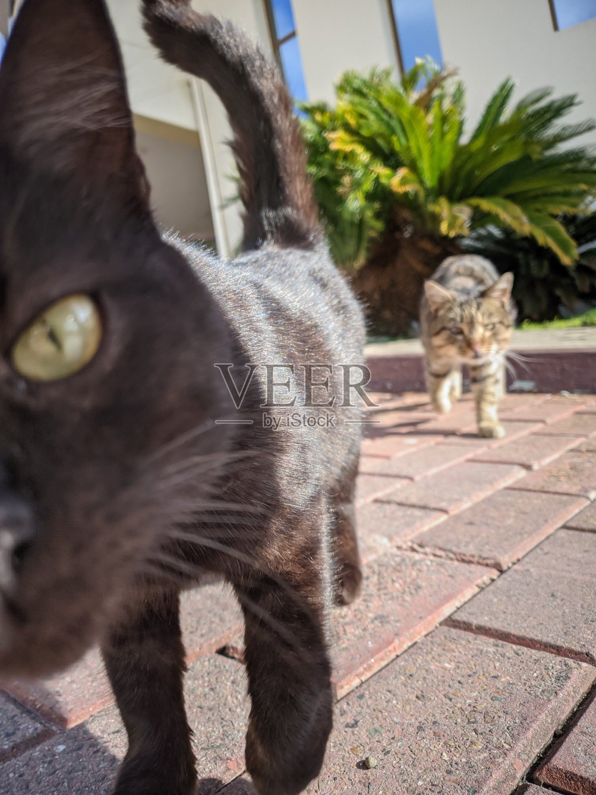 夏天街上的两只有趣的猫照片摄影图片