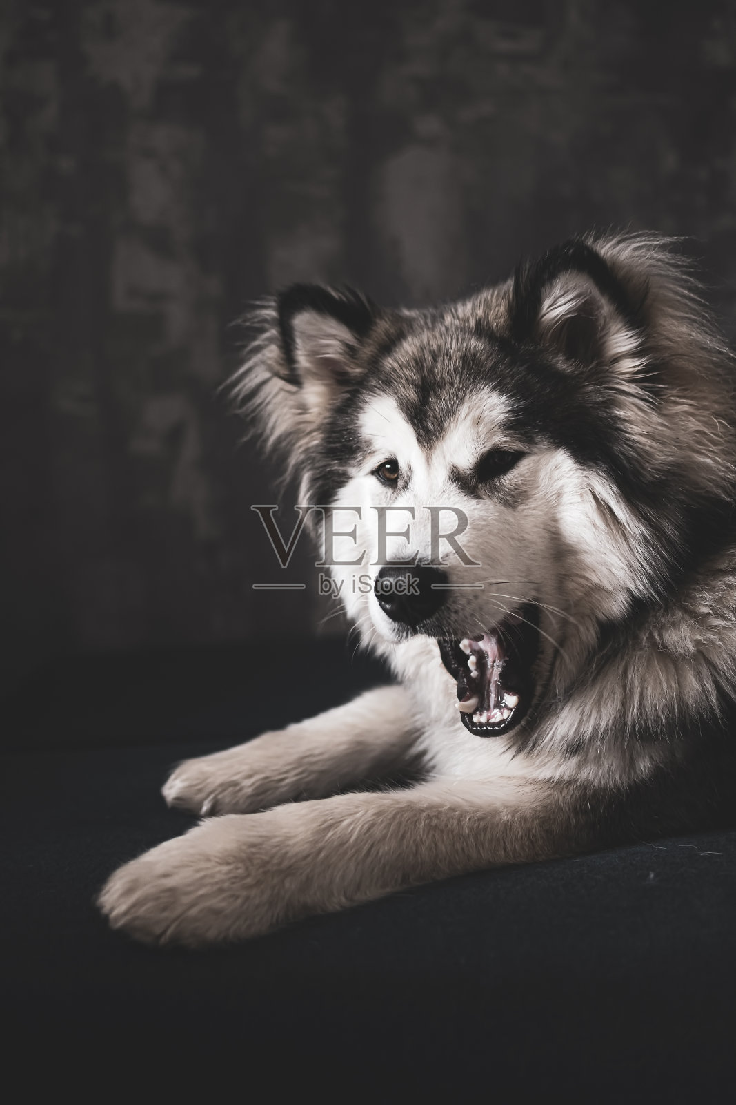 可爱的打哈欠的阿拉斯加狗照片摄影图片