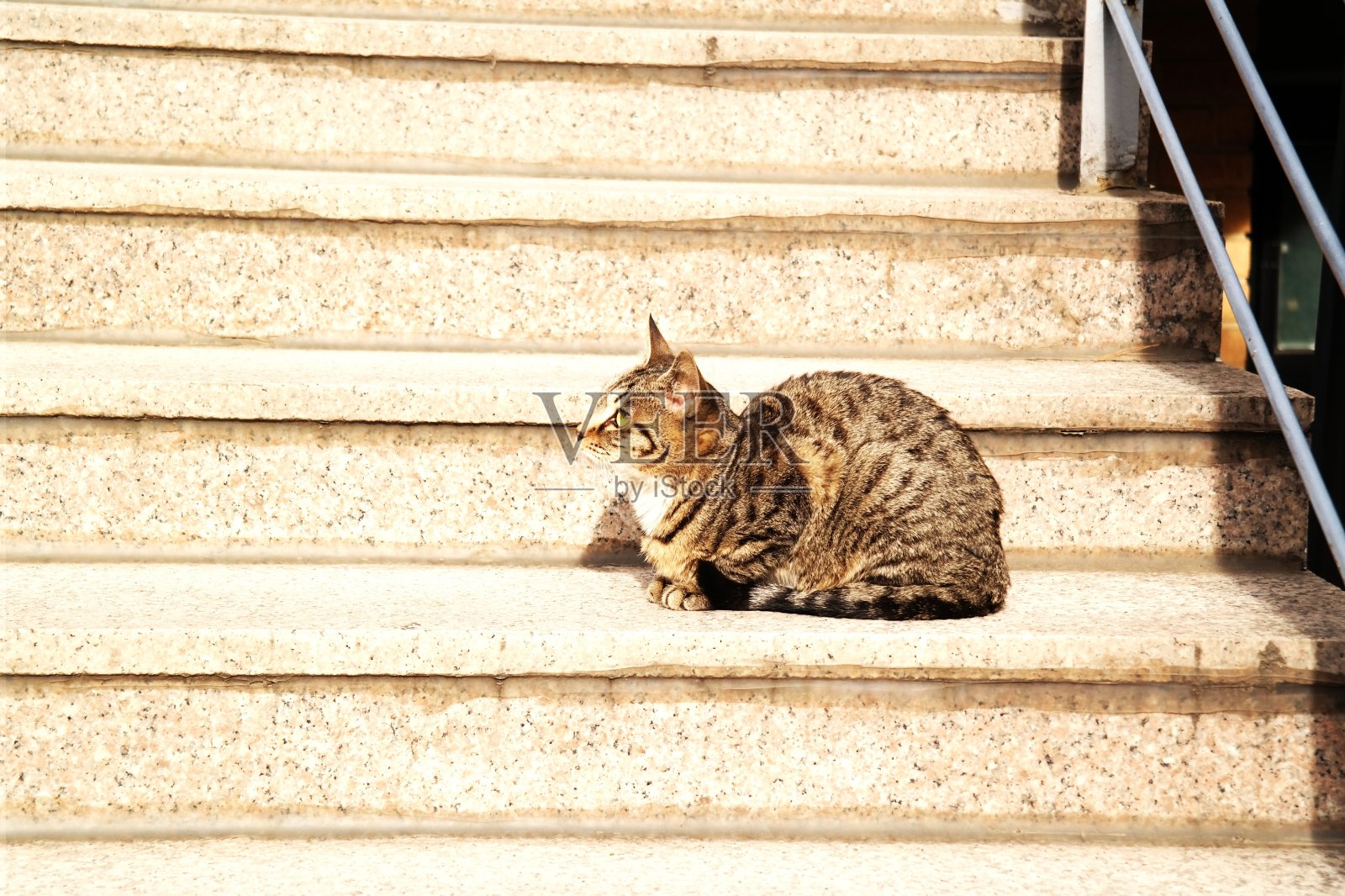 2021只猫照片摄影图片