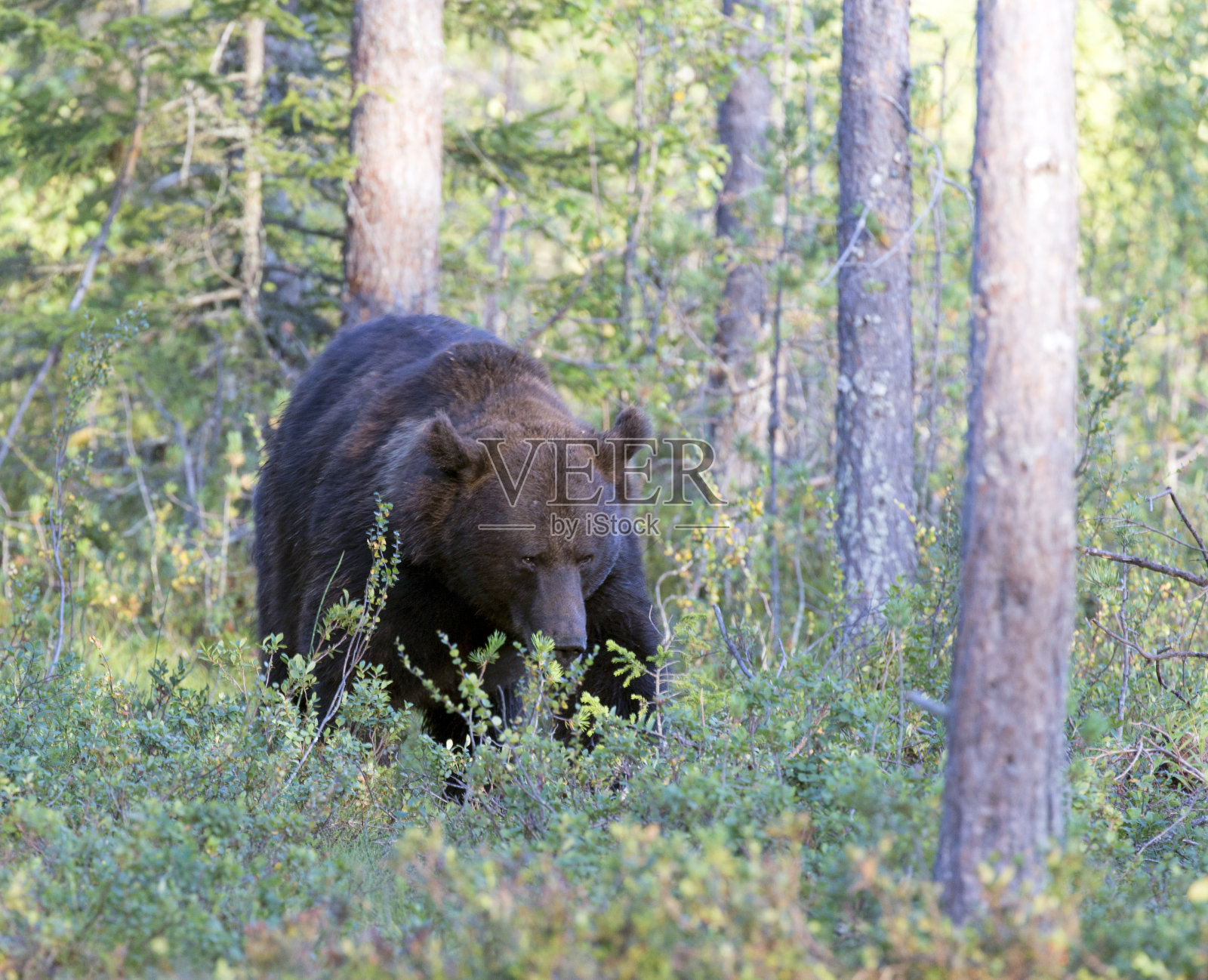 芬兰一只棕熊的照片照片摄影图片