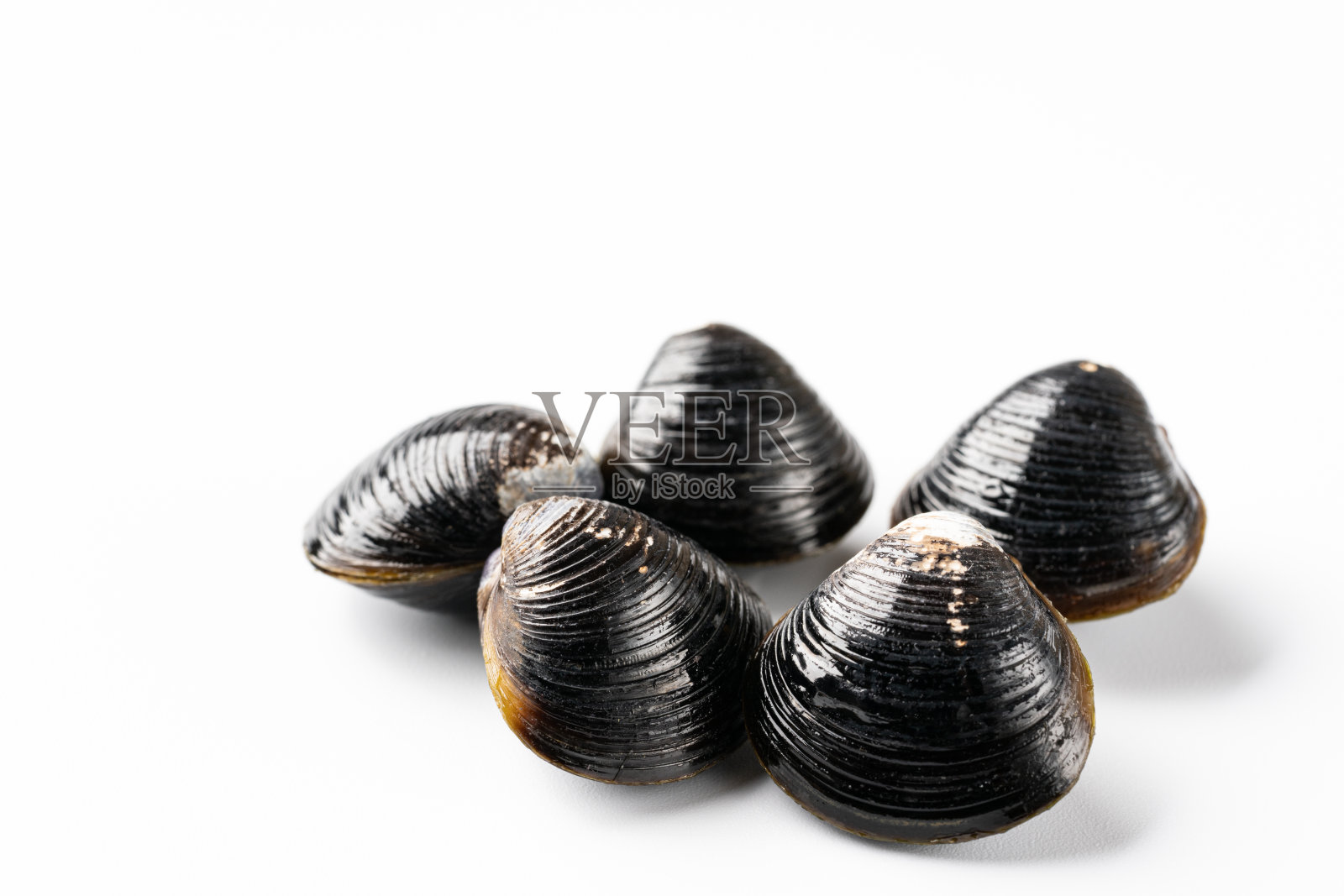 淡水蚌照片摄影图片