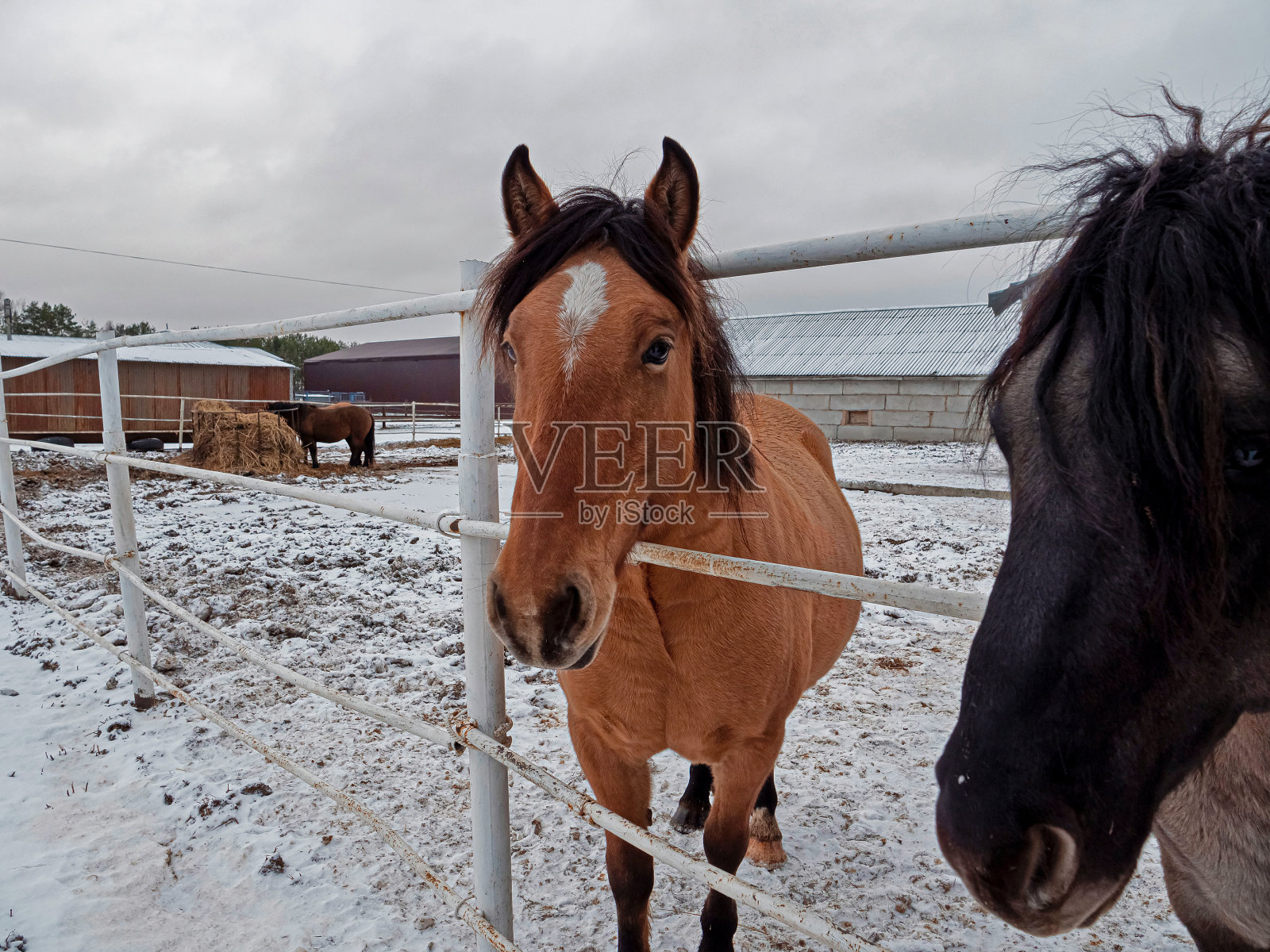 农场里的红马。马站在畜栏里。马头的特写照片摄影图片