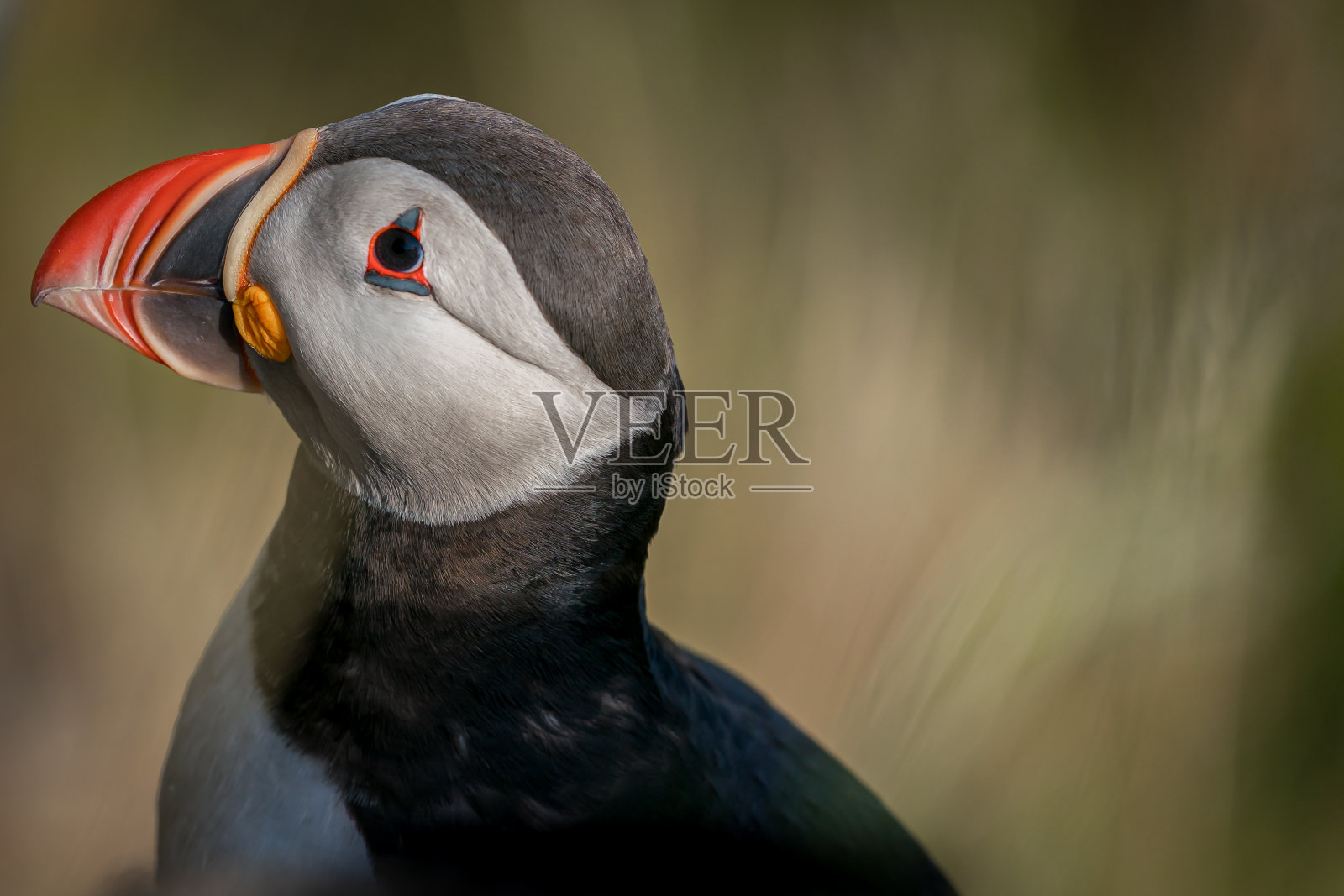 大西洋海鹦(北极海鹦)在伦德岛的一种海鸟。照片摄影图片