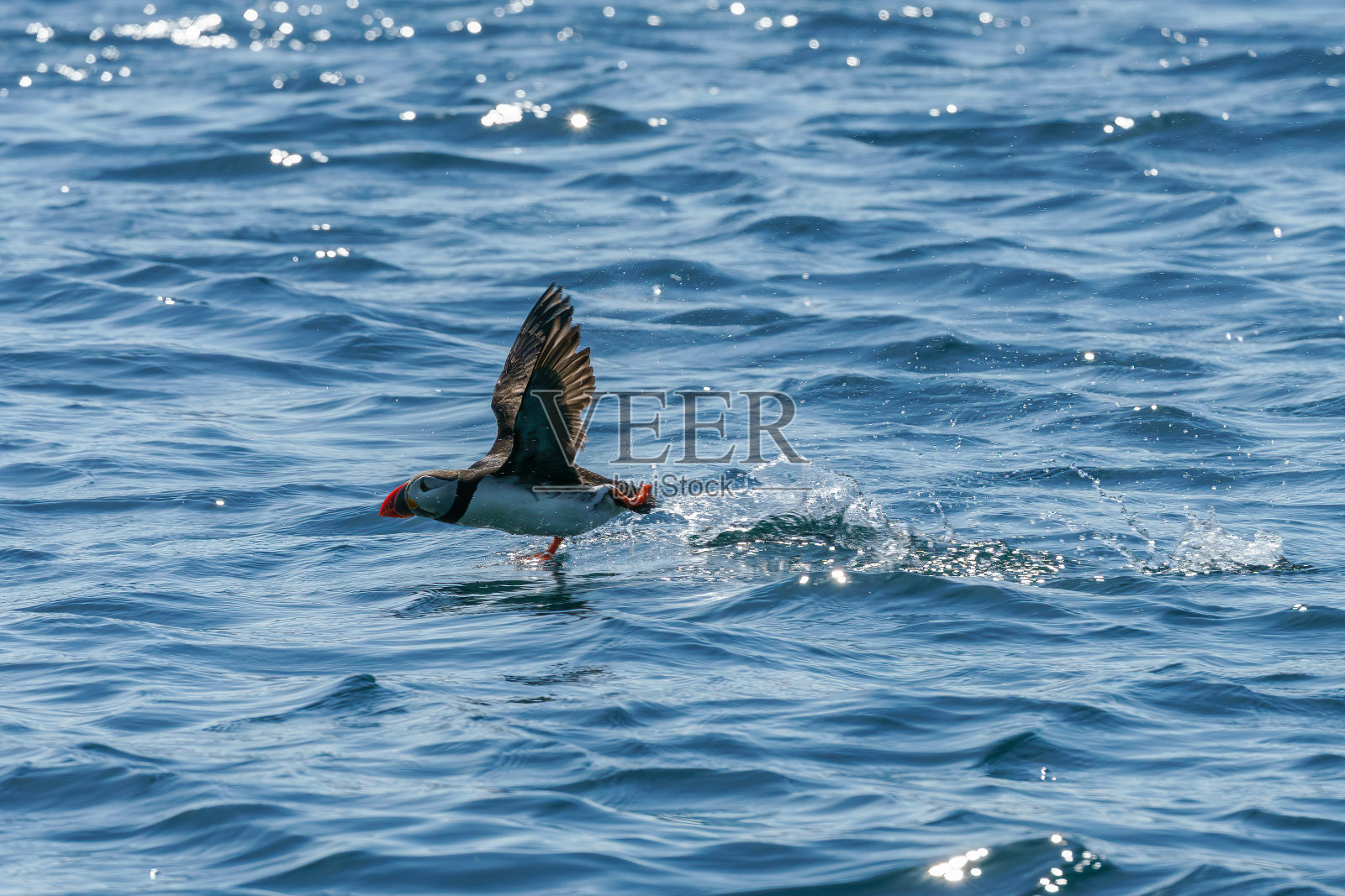 大西洋海雀飞近大海。照片摄影图片
