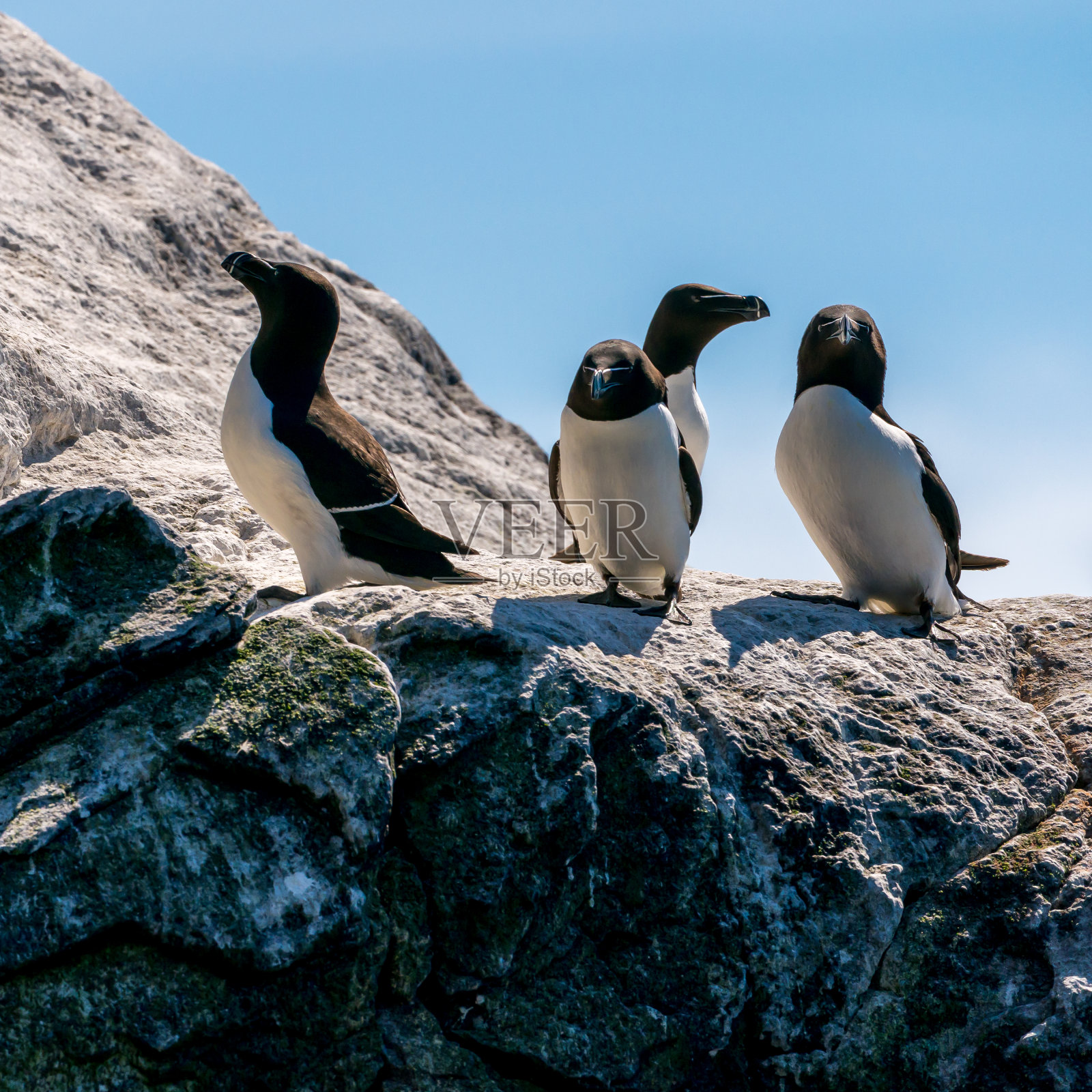 在伦德鸟岛的悬崖上站着的一群刮嘴鸟。照片摄影图片
