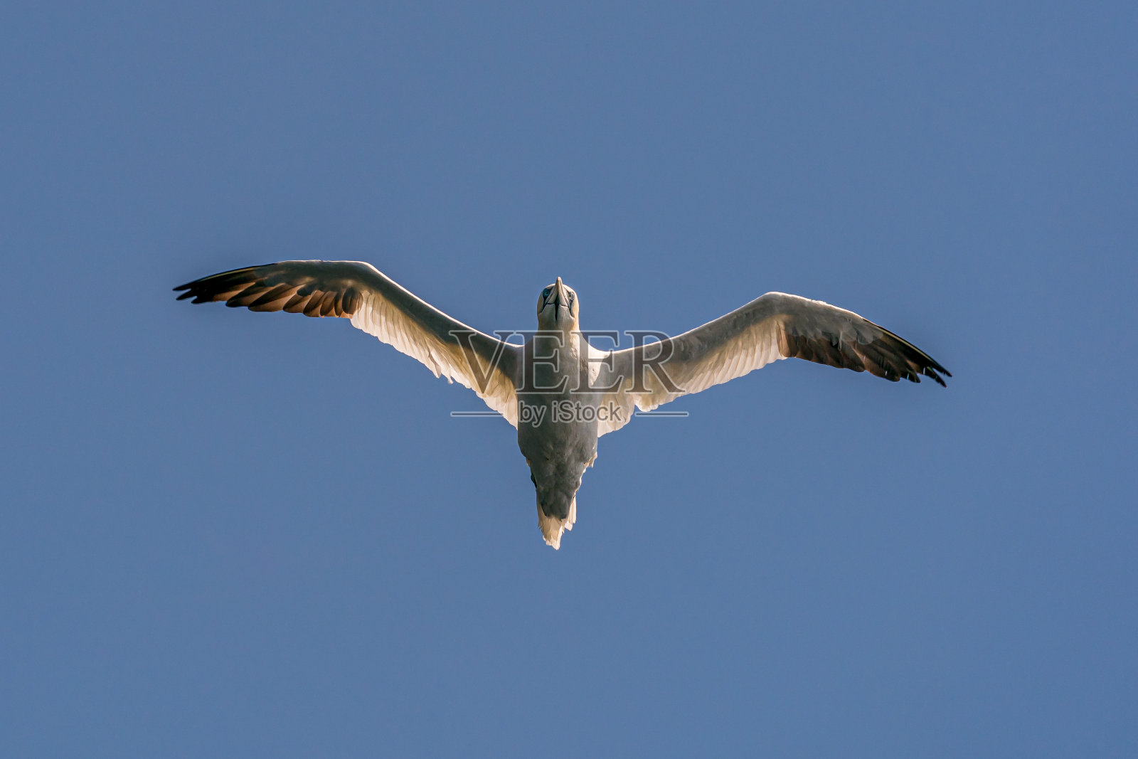 在润德鸟岛飞行的北塘鹅。照片摄影图片
