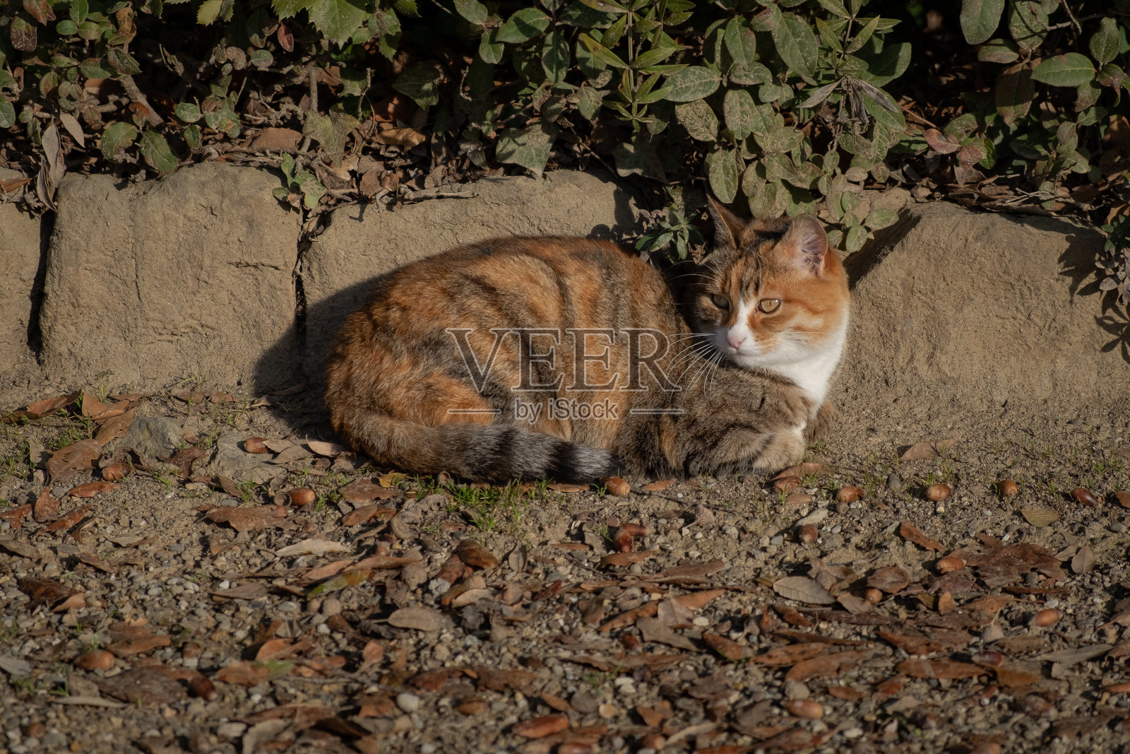 Chantal，懒猫照片摄影图片