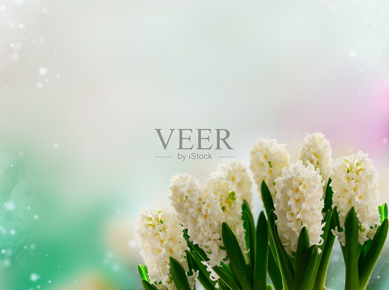 蓝色的番红花的花照片摄影图片