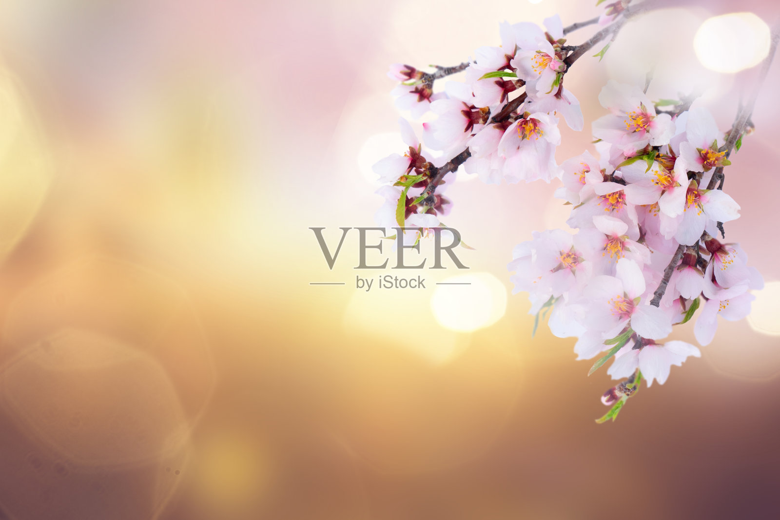 杏仁树开花照片摄影图片