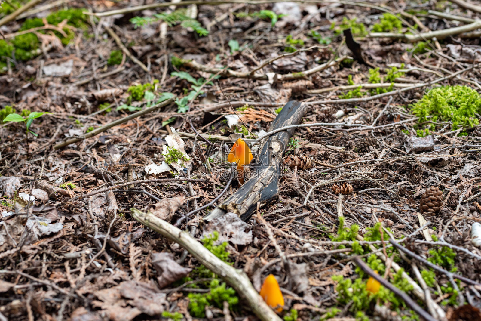 蘑菇，植物，自然地板上的花朵照片摄影图片