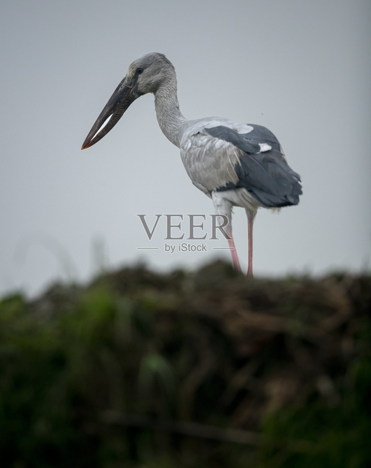 公开宣传鹳照片摄影图片