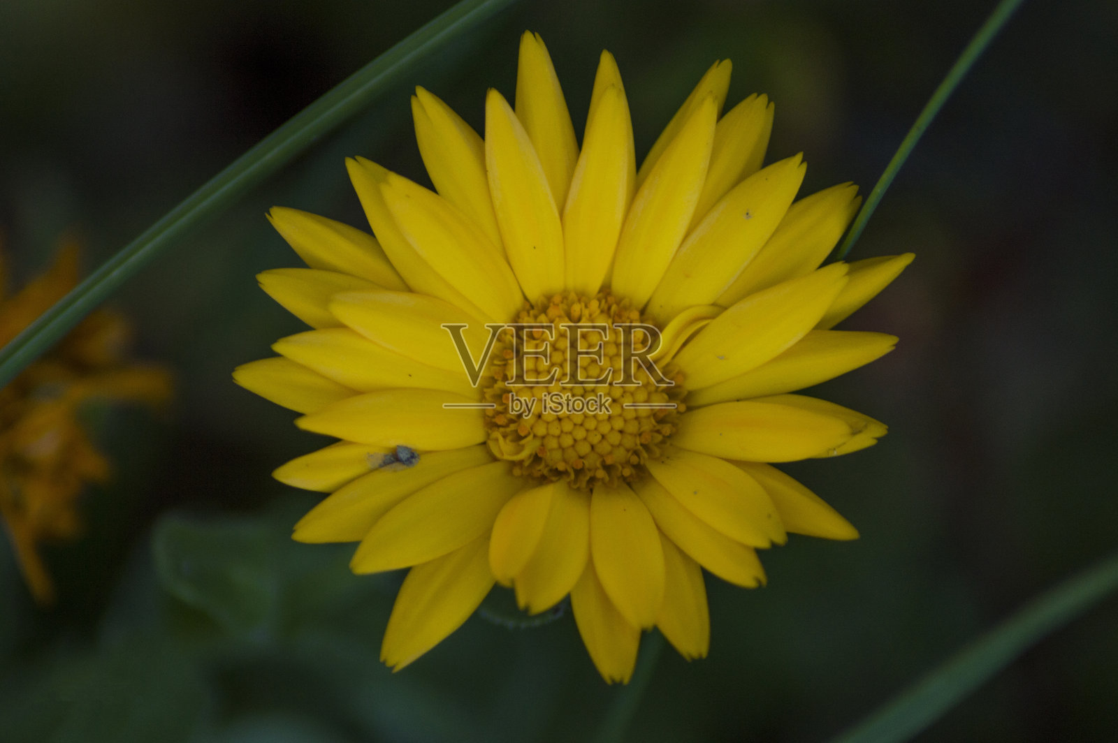 花卉及植物照片摄影图片