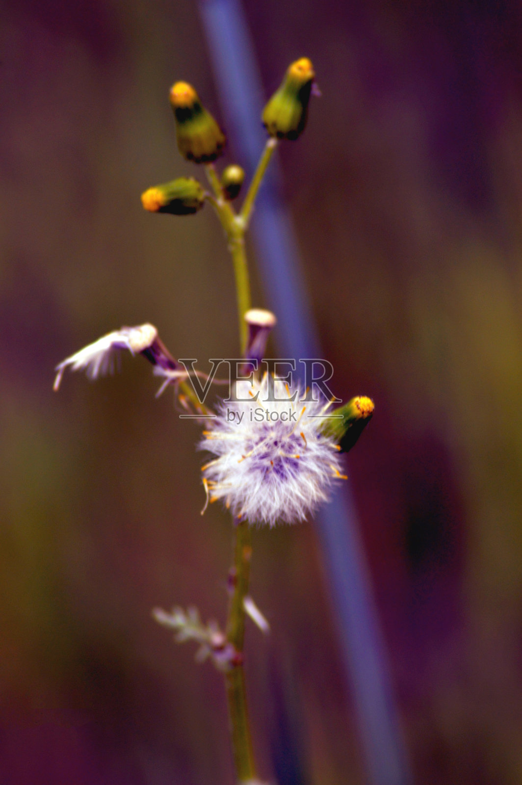 花卉及植物照片摄影图片