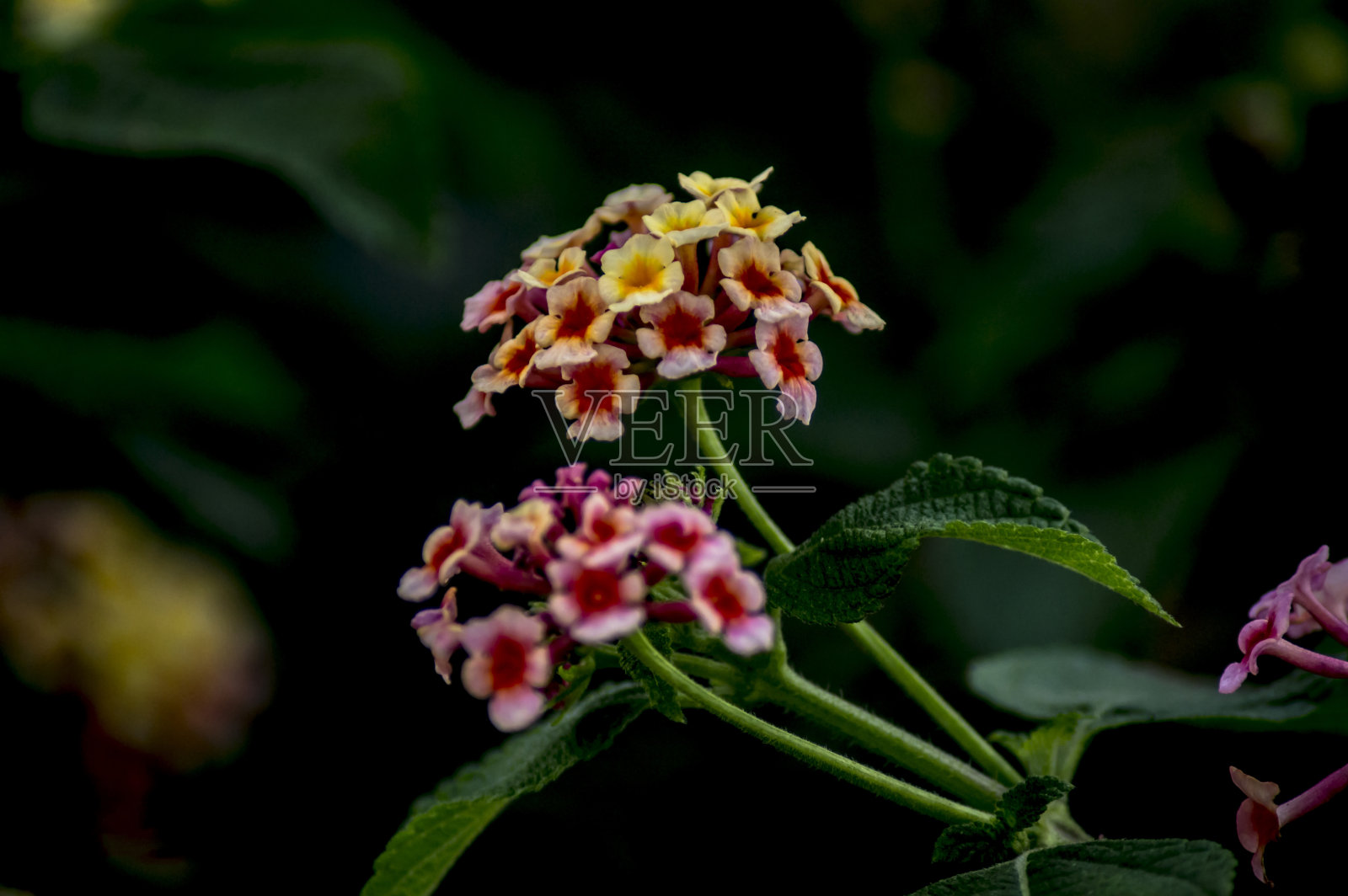花卉及植物照片摄影图片