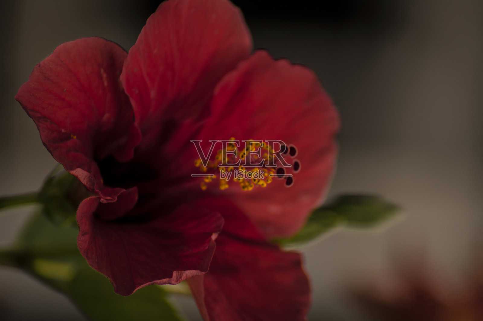 花卉及植物照片摄影图片