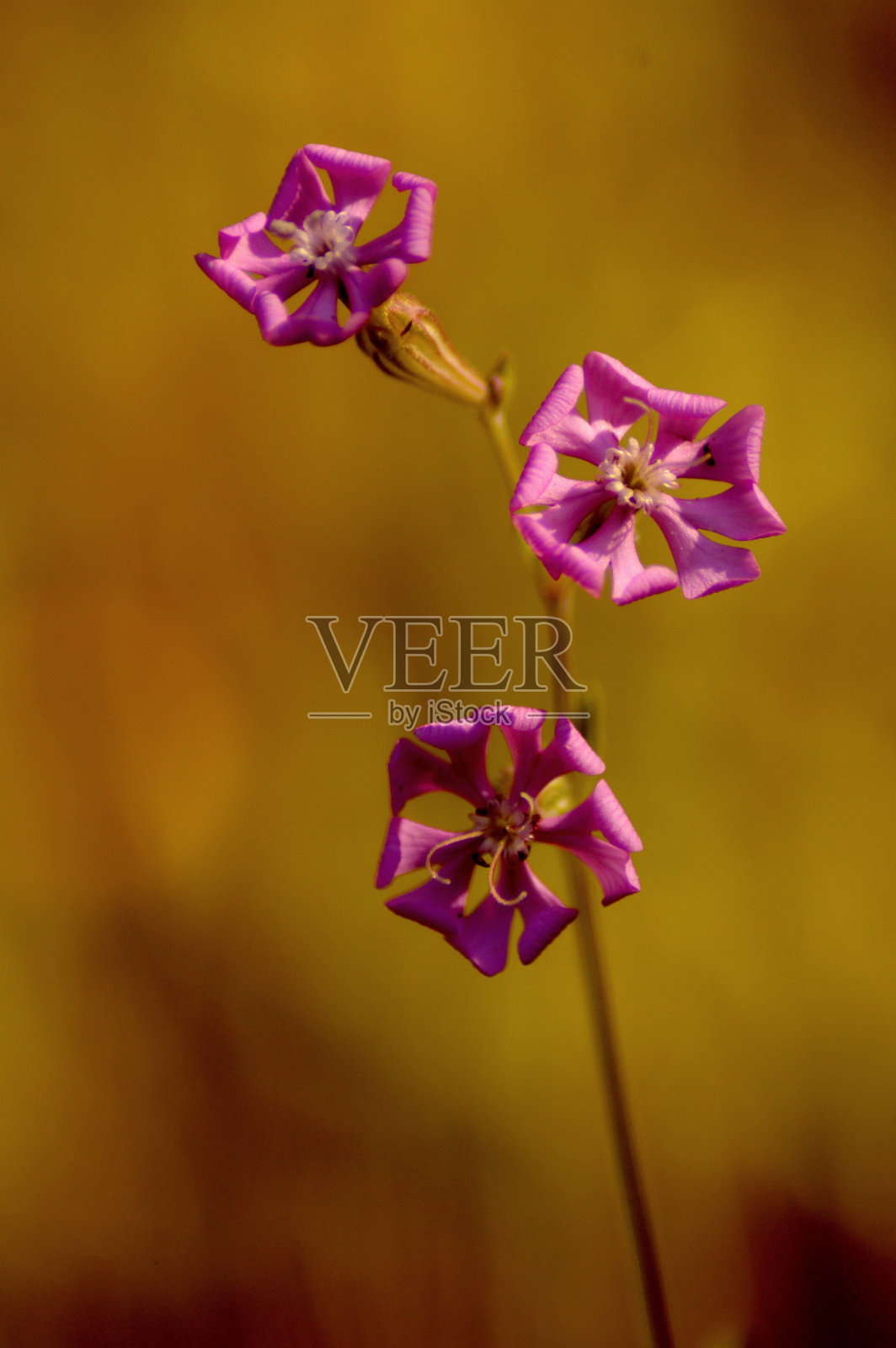花卉及植物照片摄影图片