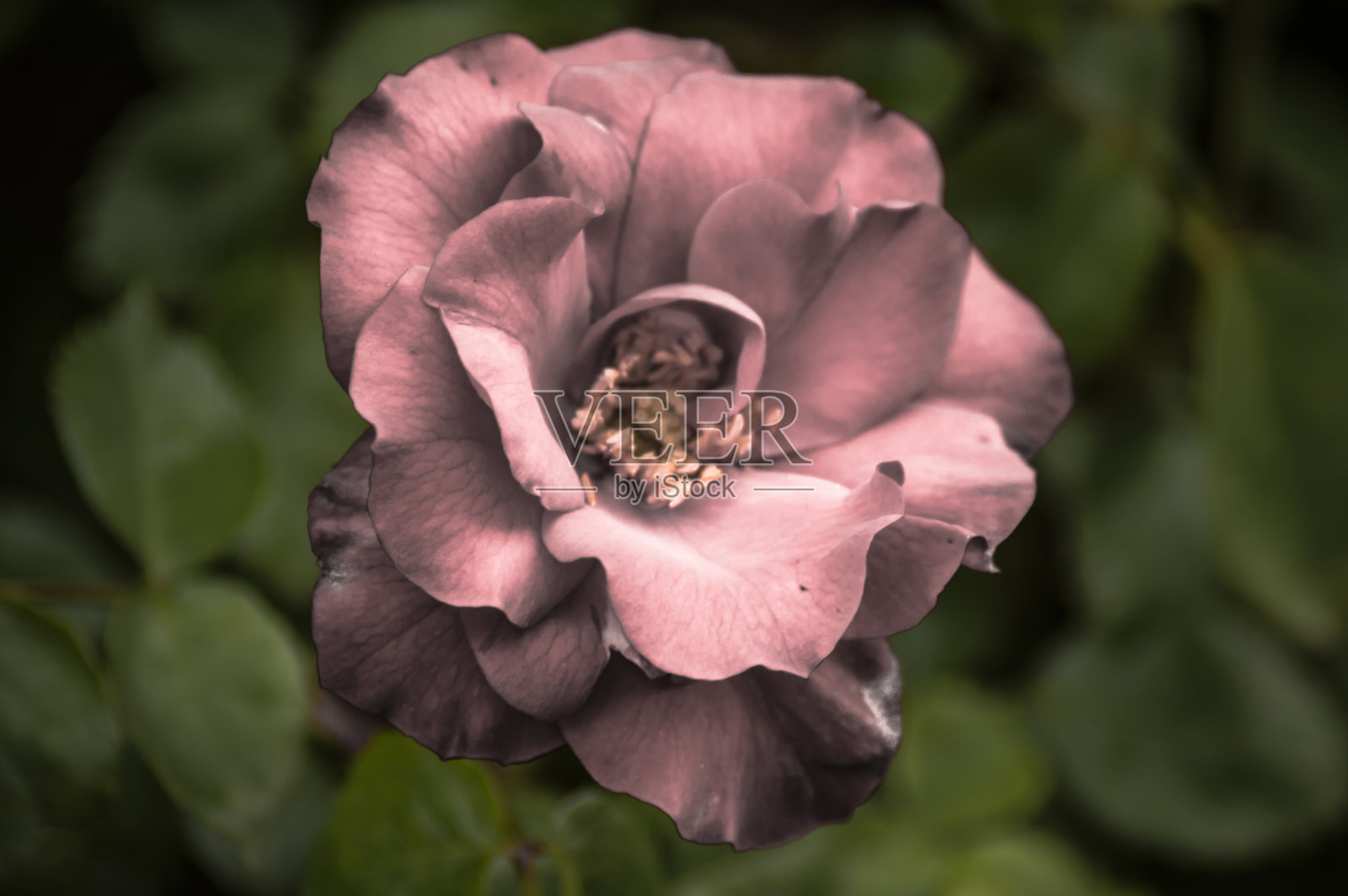 花卉及植物照片摄影图片