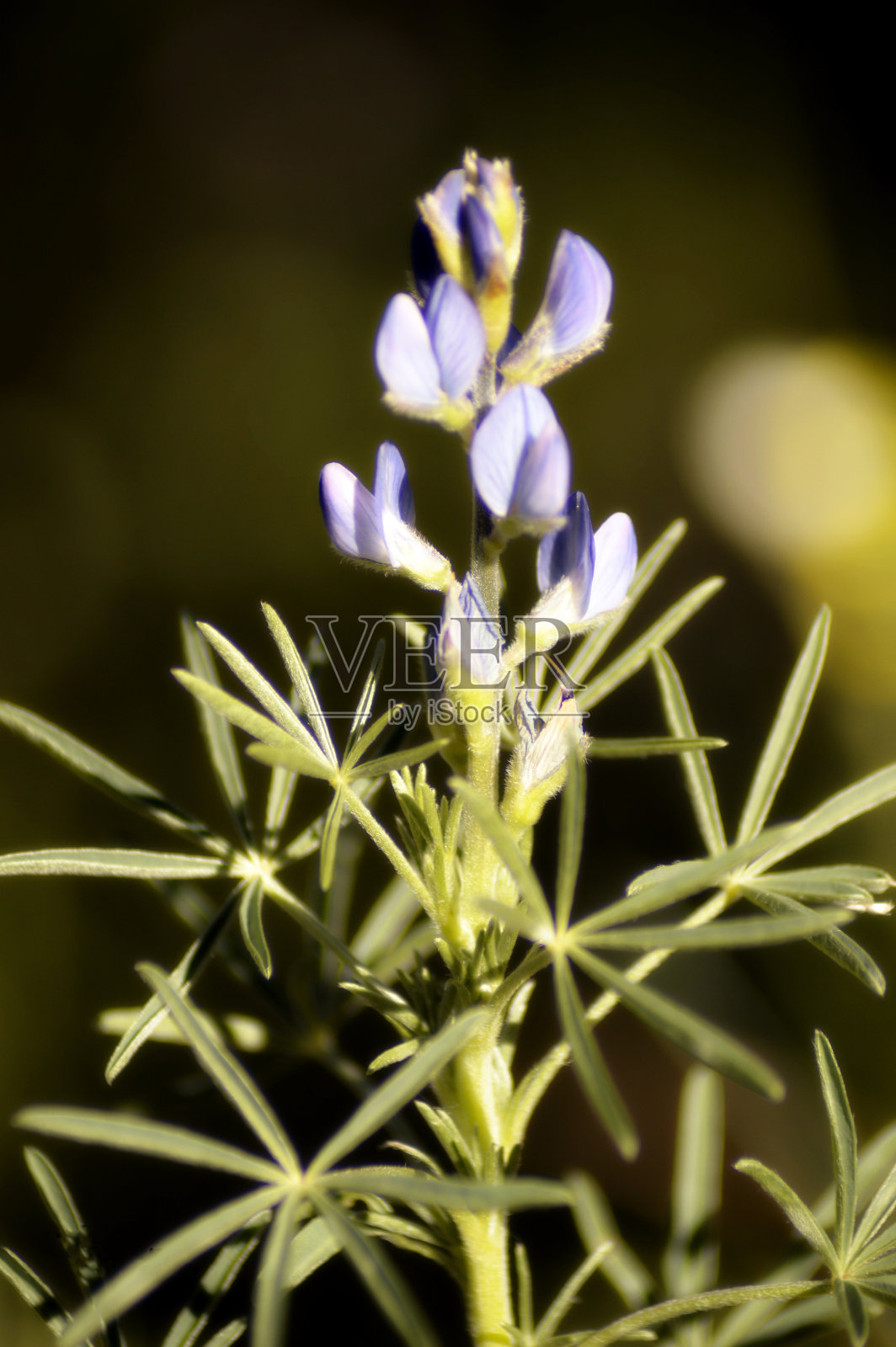 花卉及植物照片摄影图片