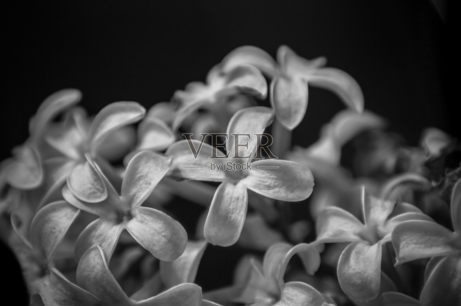 花卉及植物照片摄影图片