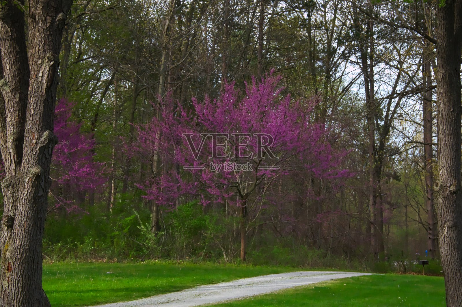 Pokagon州立公园照片摄影图片