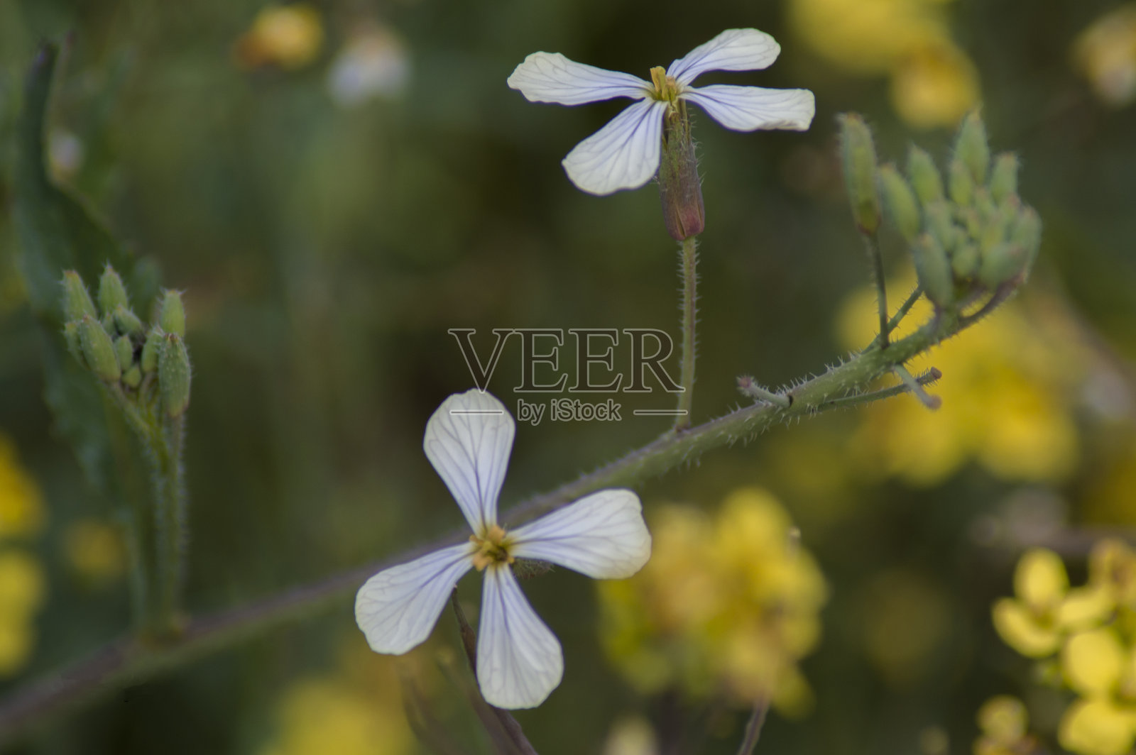 花卉及植物照片摄影图片