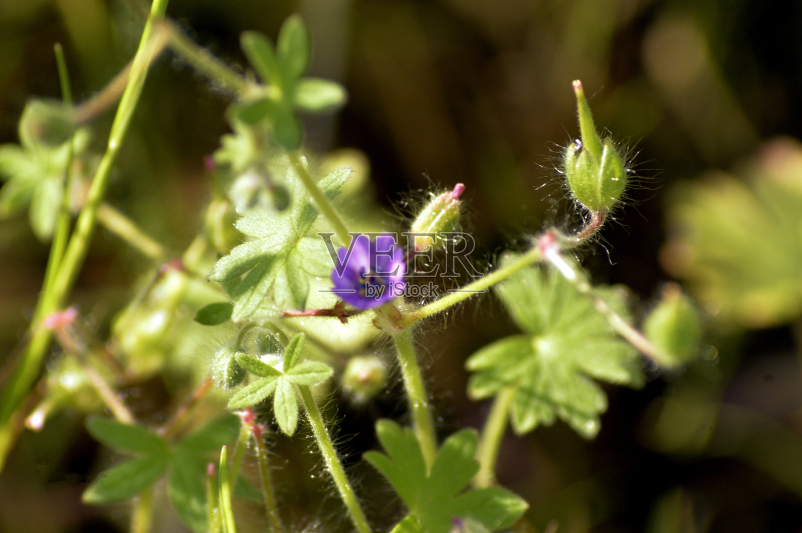 花卉及植物照片摄影图片