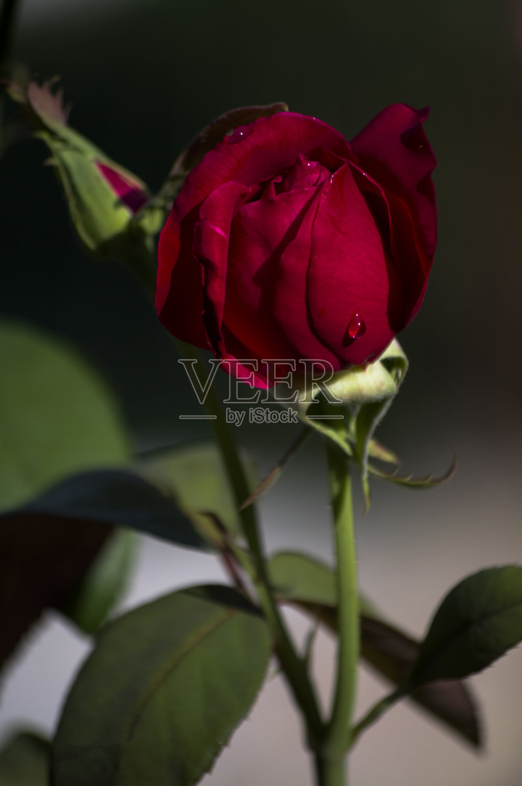 花卉及植物照片摄影图片