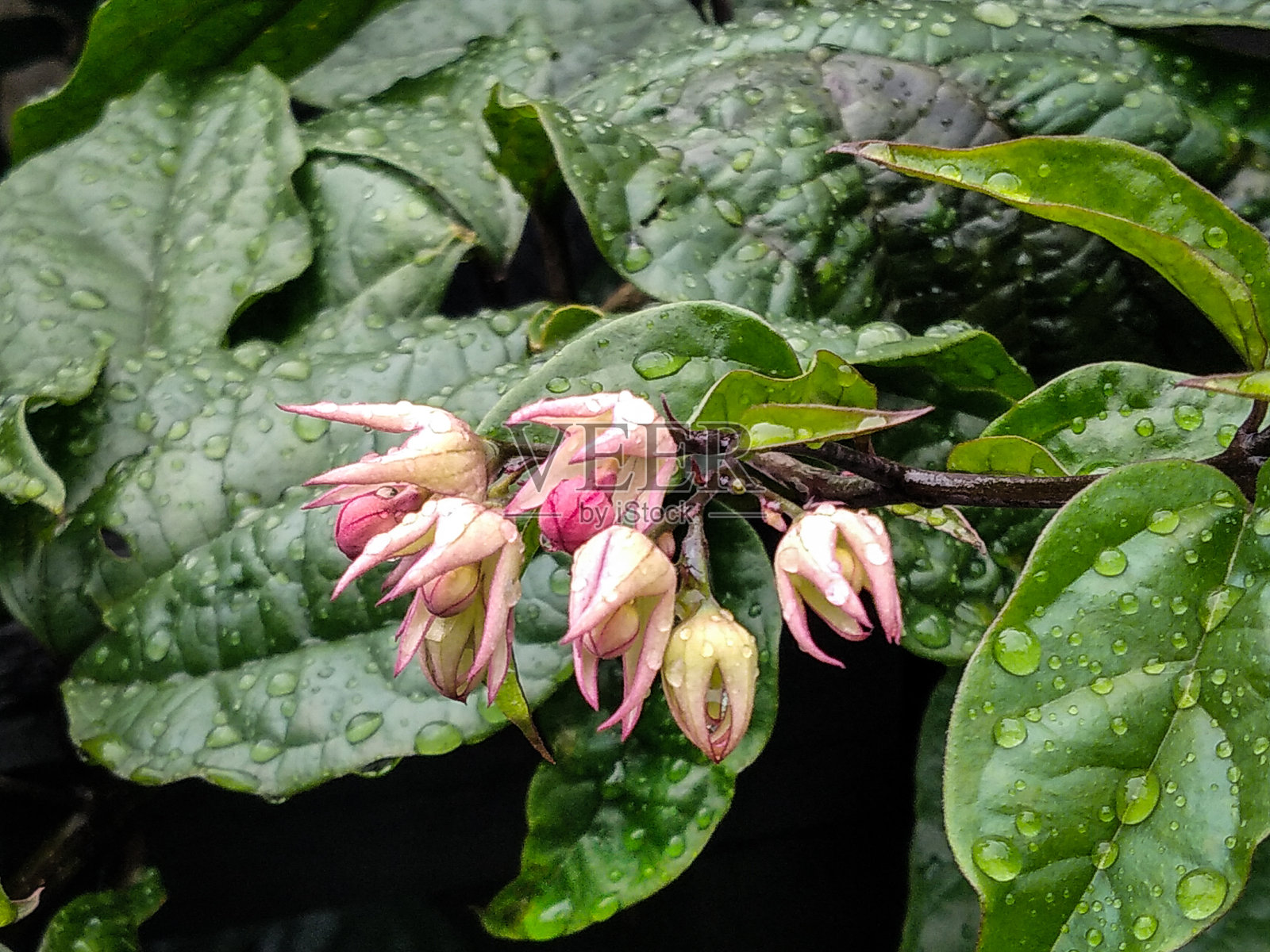 雨停了照片摄影图片