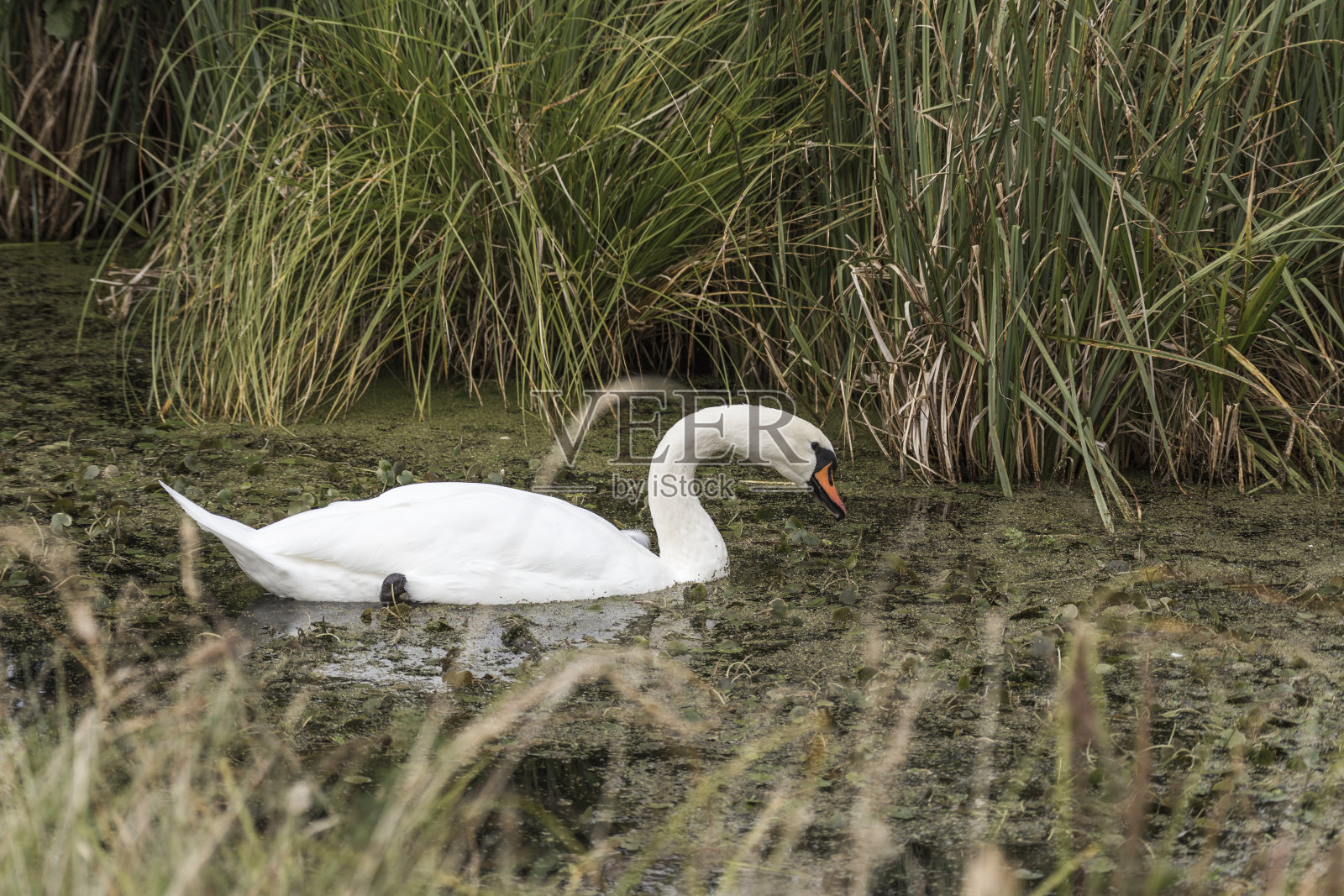 在河里觅食的天鹅照片摄影图片