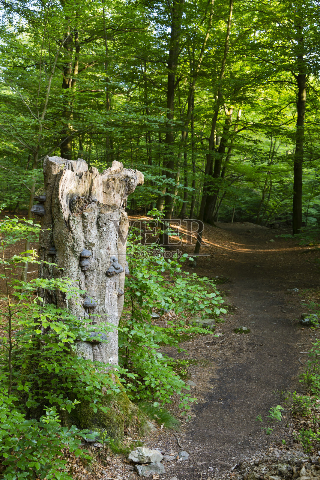 树木真菌与森林小径照片摄影图片