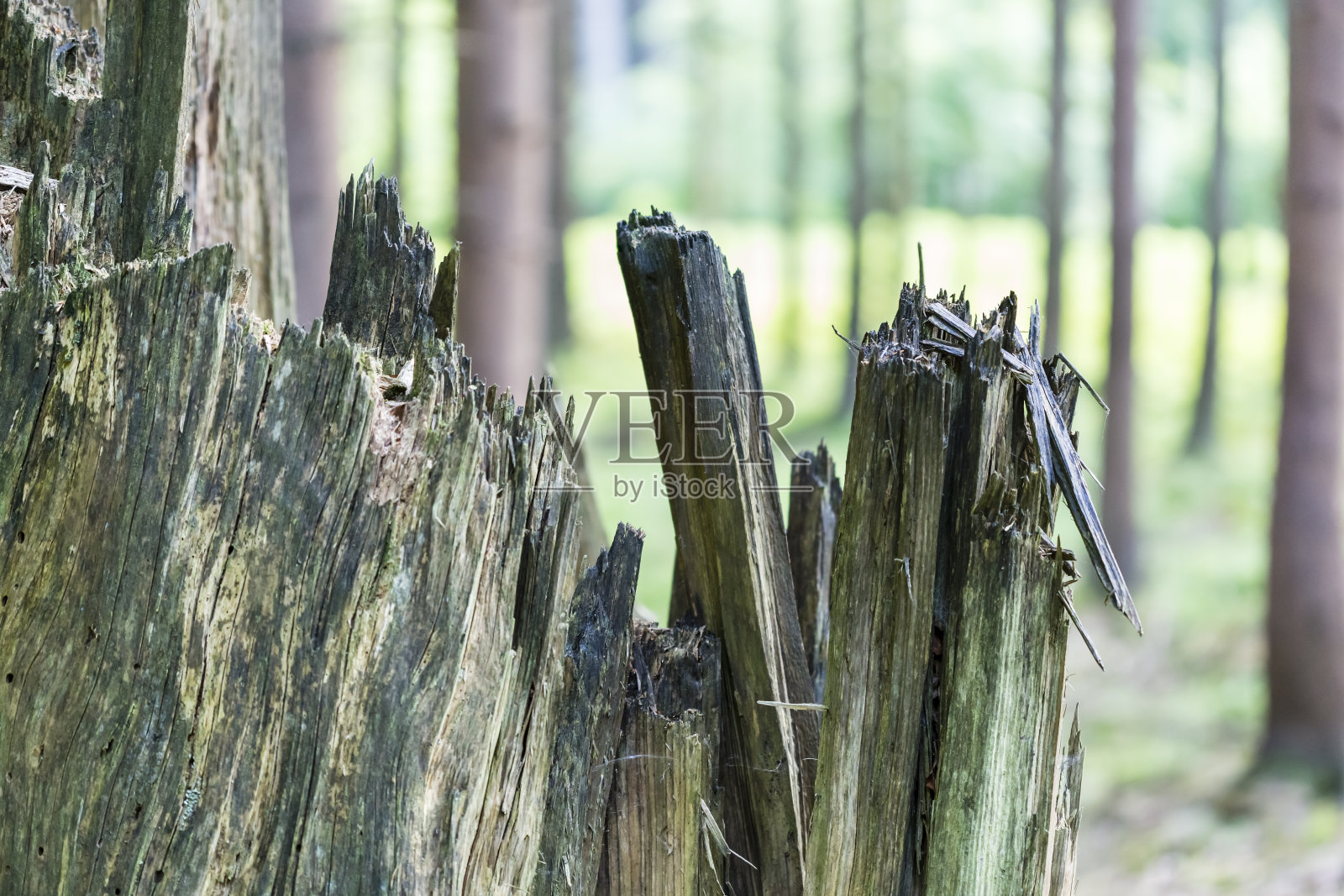 分裂树的细节照片摄影图片