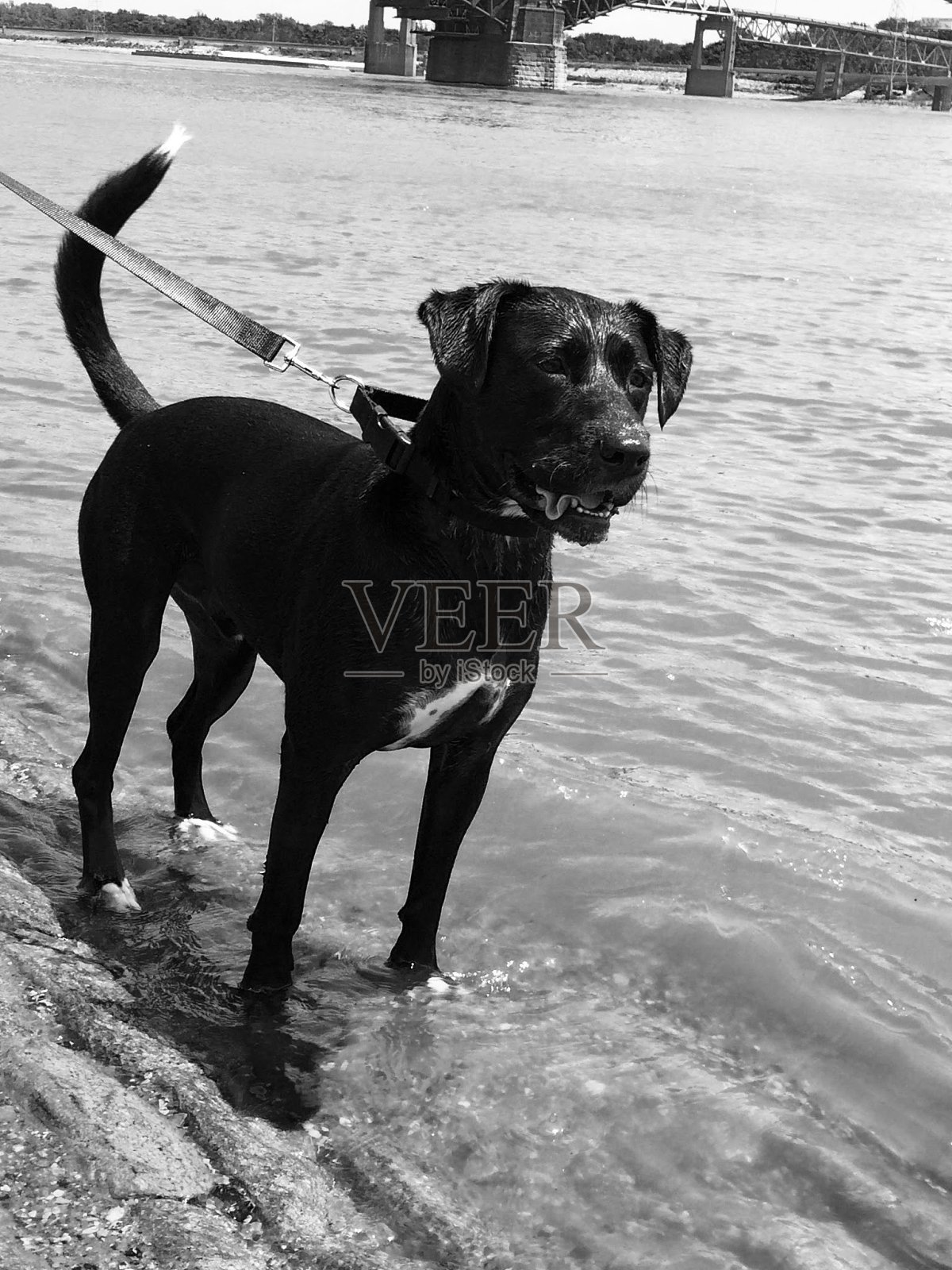 艾弗里照片摄影图片