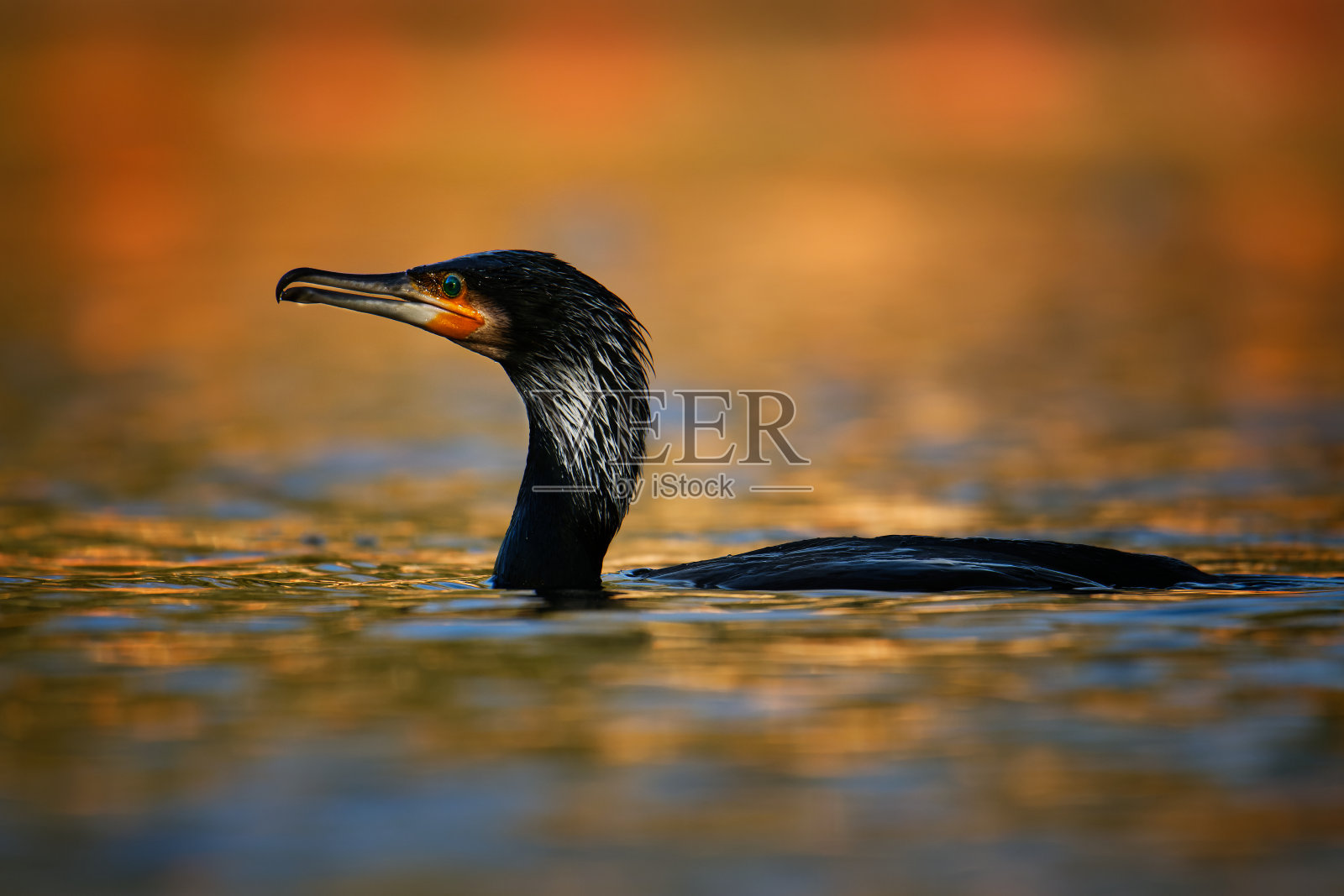 大鸬鹚(Phalacrocorax carbo)，在新西兰被称为黑绒，大黑鸬鹚或黑鸬鹚。游泳和狩猎，美丽的背景和水生环境。照片摄影图片