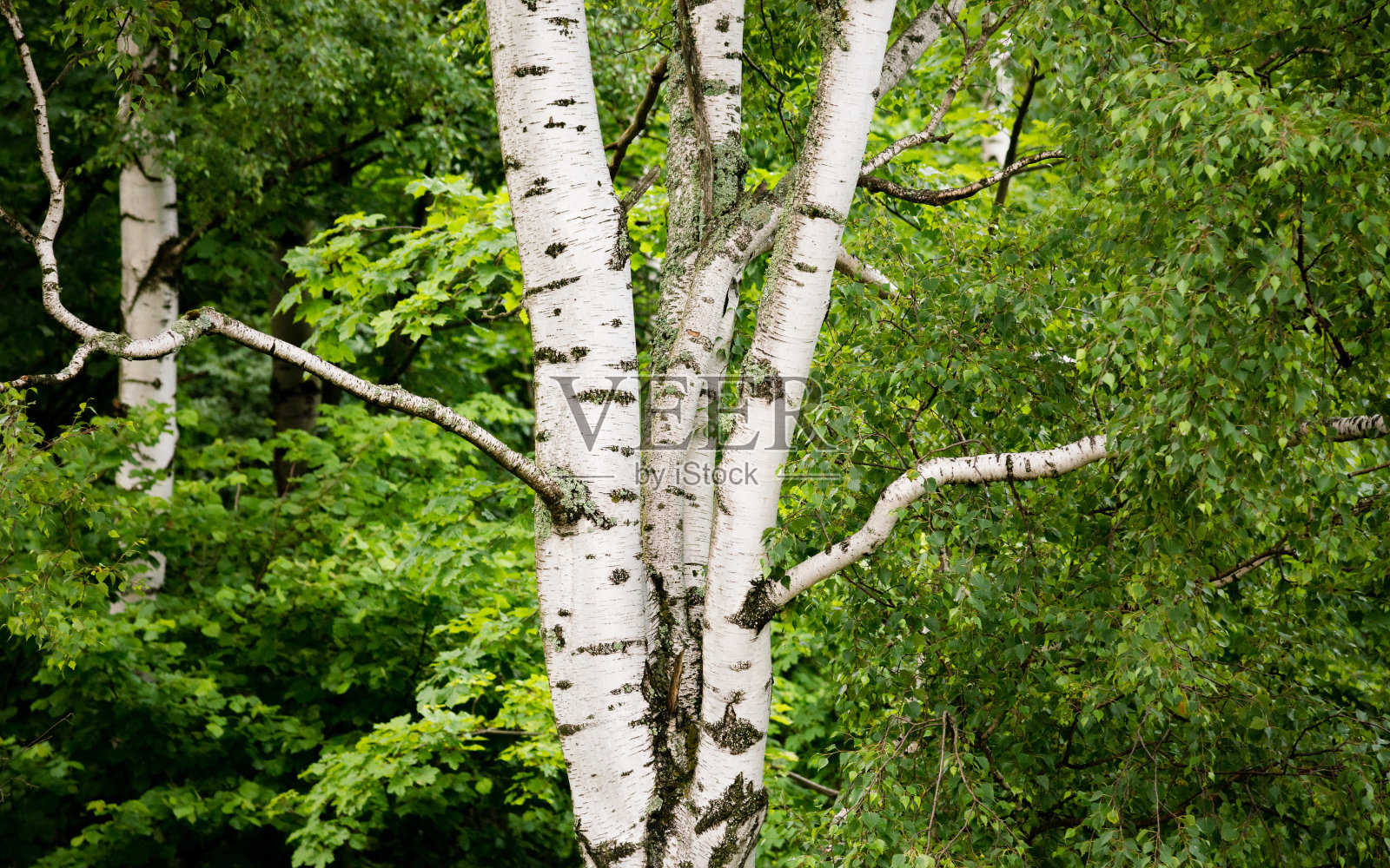 美丽的桦树照片摄影图片