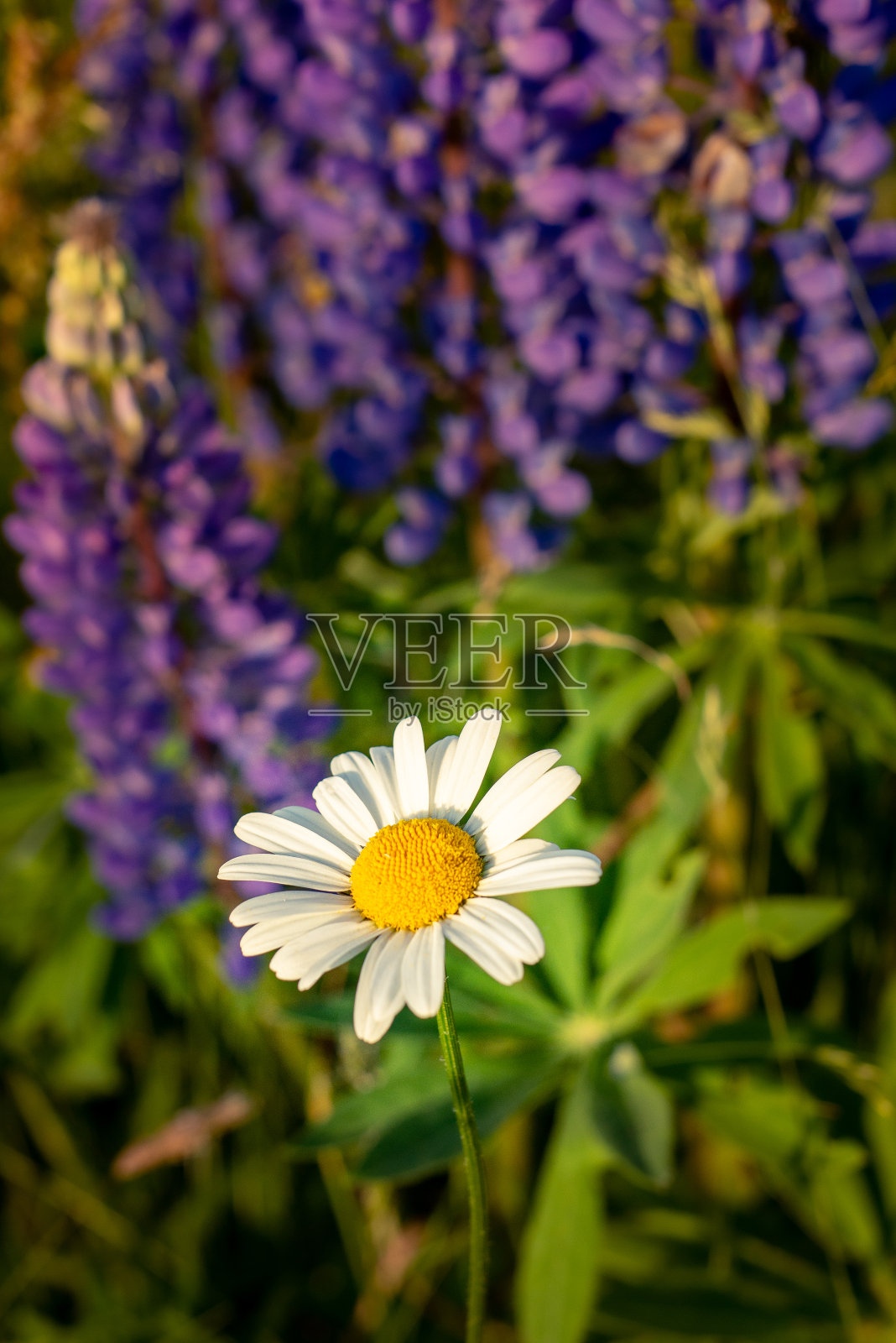 野生的羽扇豆花和一个孤独的雏菊照片摄影图片