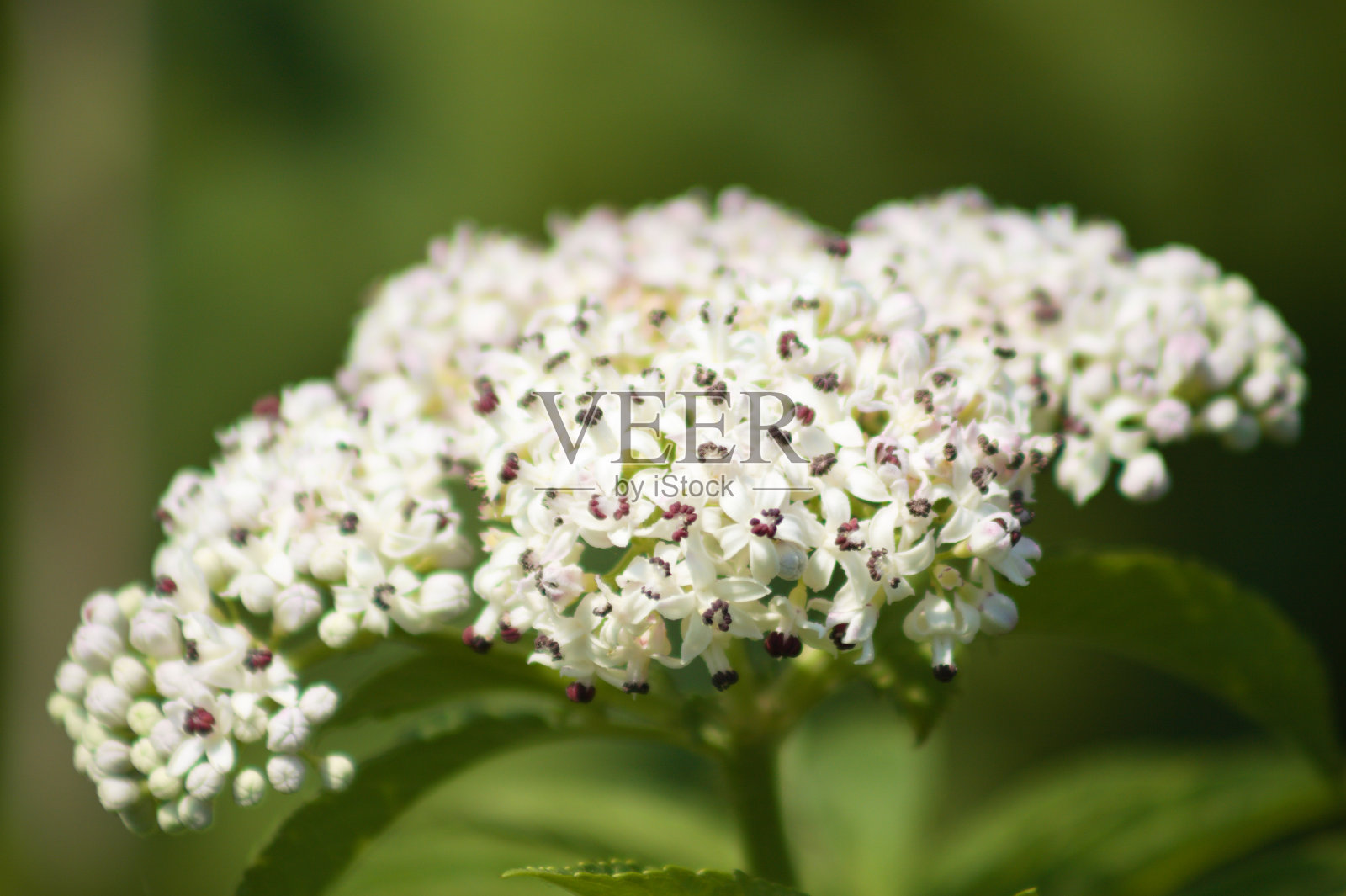 侏儒elder在开花的特写镜头与绿色模糊的背景照片摄影图片