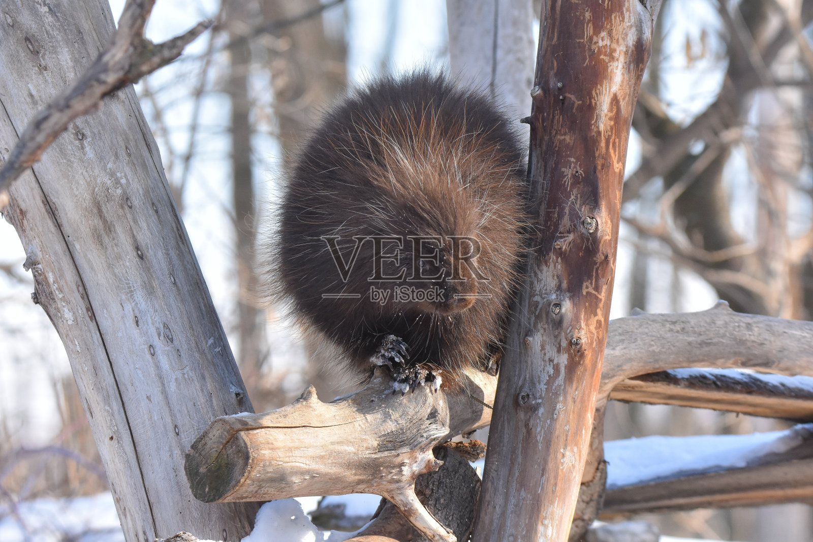 一个美丽的豪猪照片摄影图片