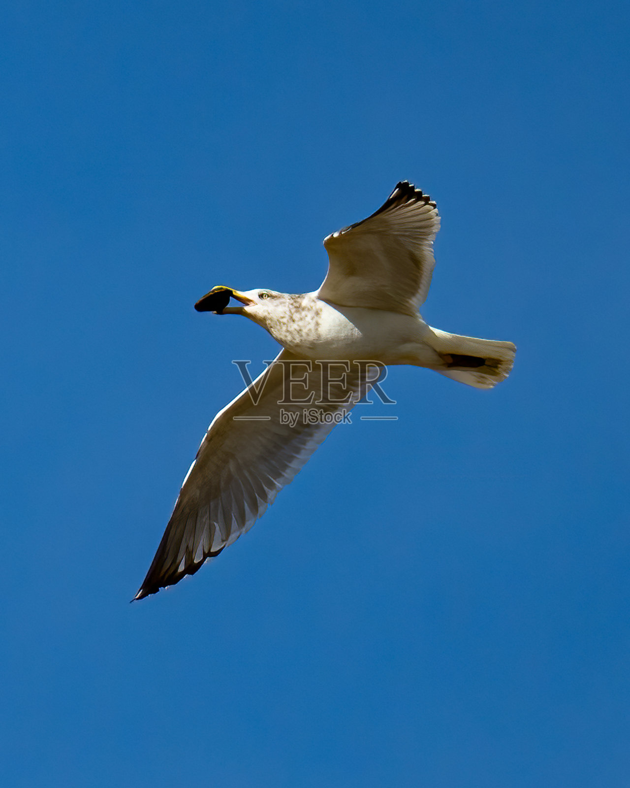 海鸥在飞照片摄影图片