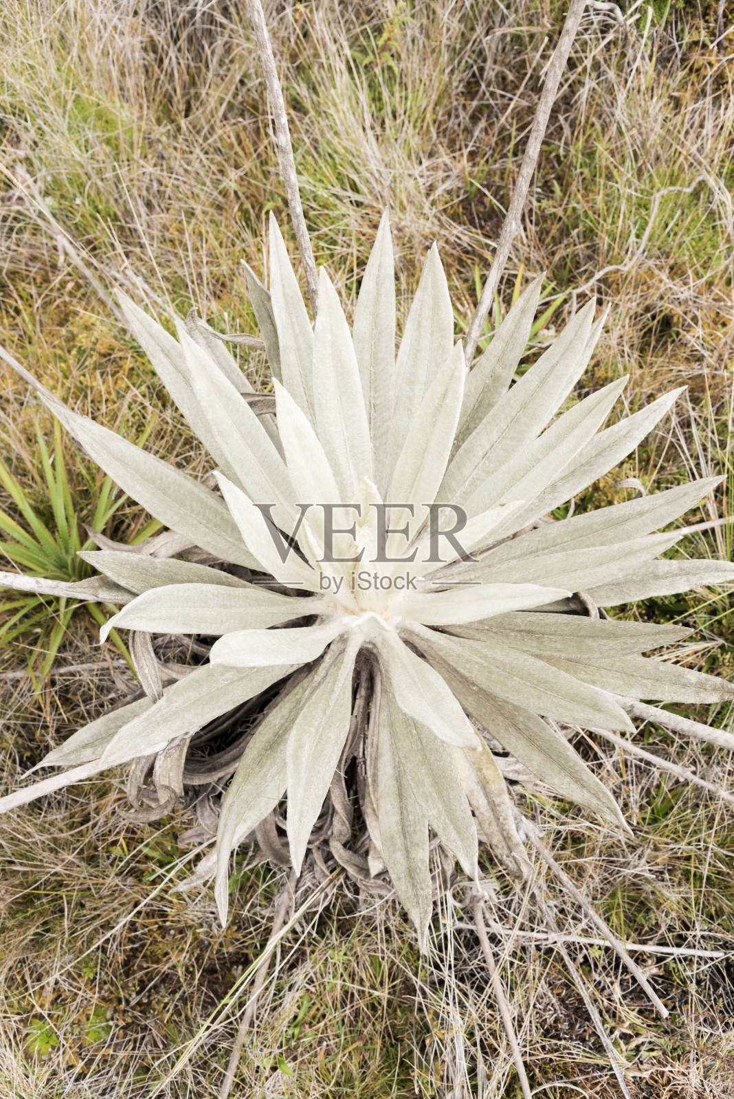 Chingaza,哥伦比亚。帕拉莫原生植被:衰弱植物，埃斯普利亚。天顶视图照片摄影图片