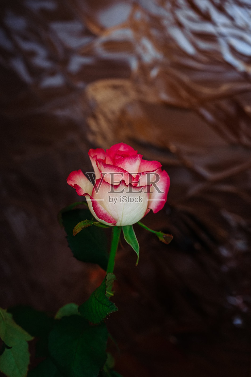 美丽的红色奶油玫瑰在纹理玻璃背景照片摄影图片