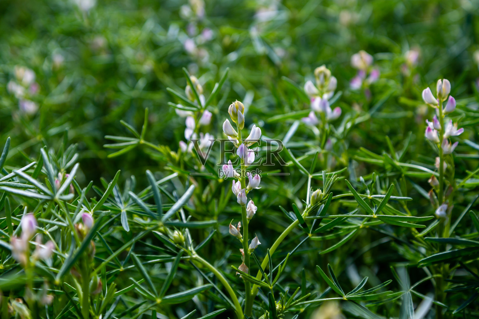 农田上的白色羽扇豆开花植物照片摄影图片