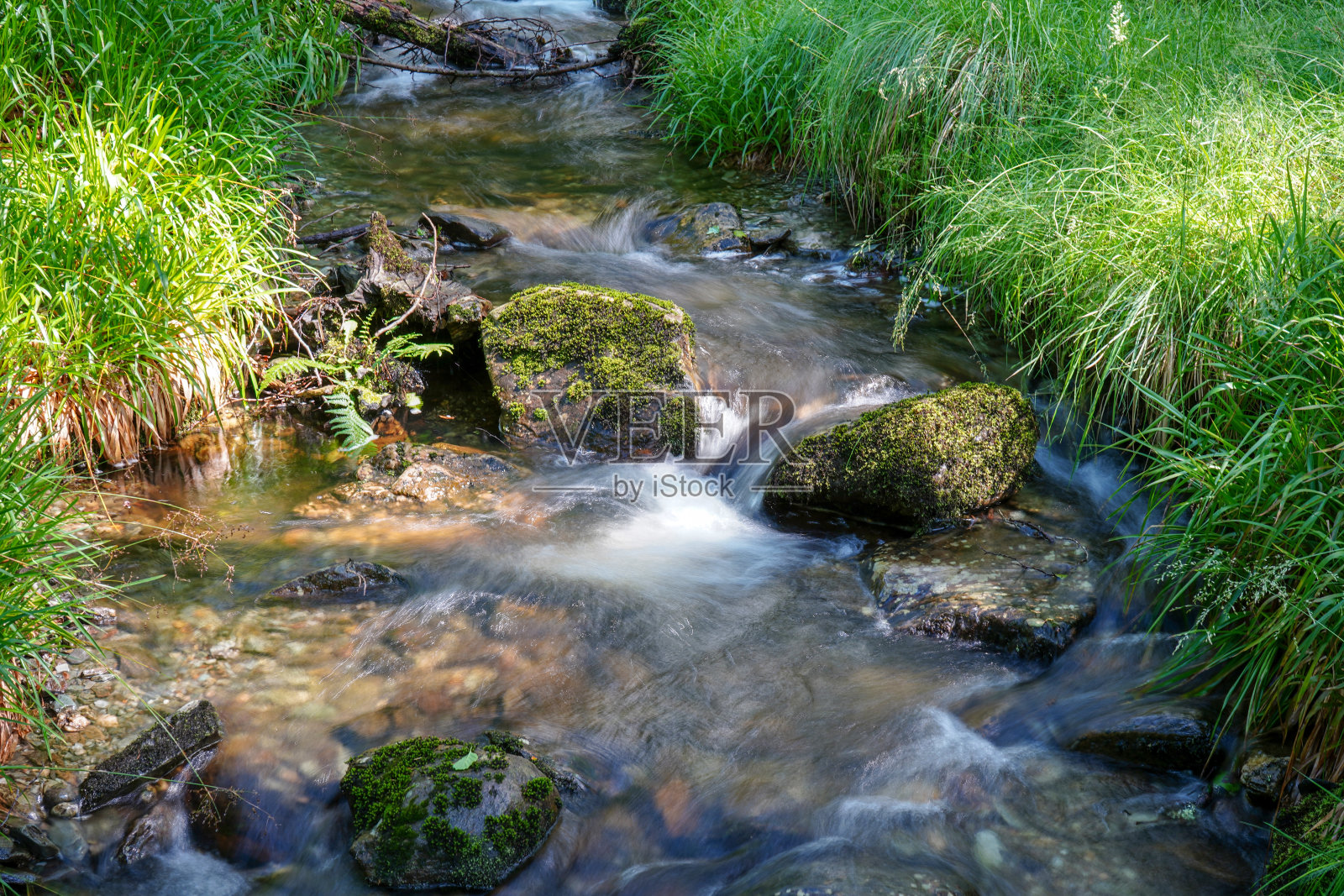 树林中流过的小溪的特写照片摄影图片